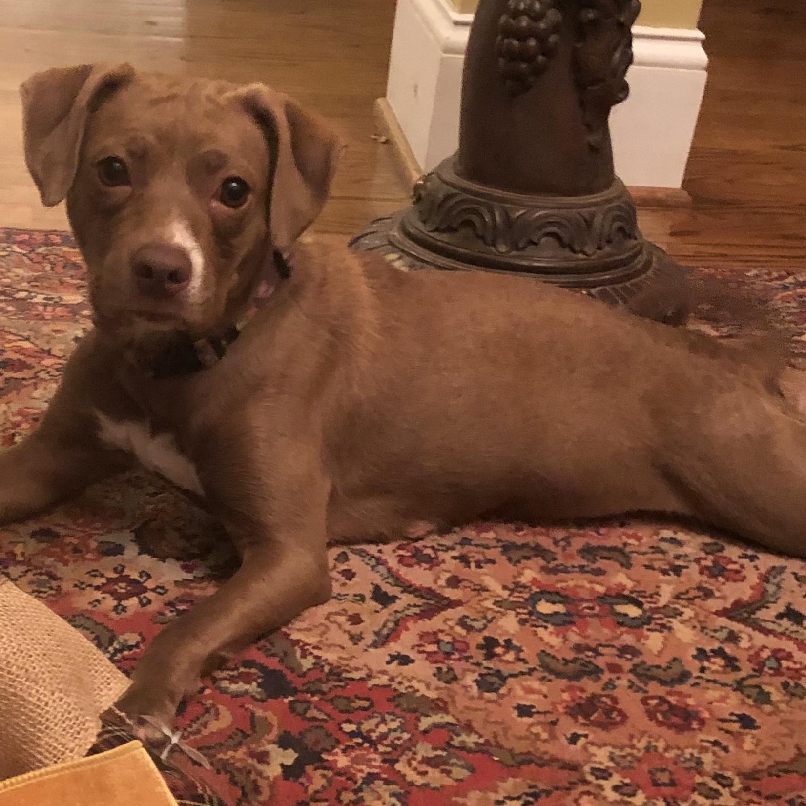 Enlarge Mona, a Adoptable mixed breed in Knoxville, TN image 3/5