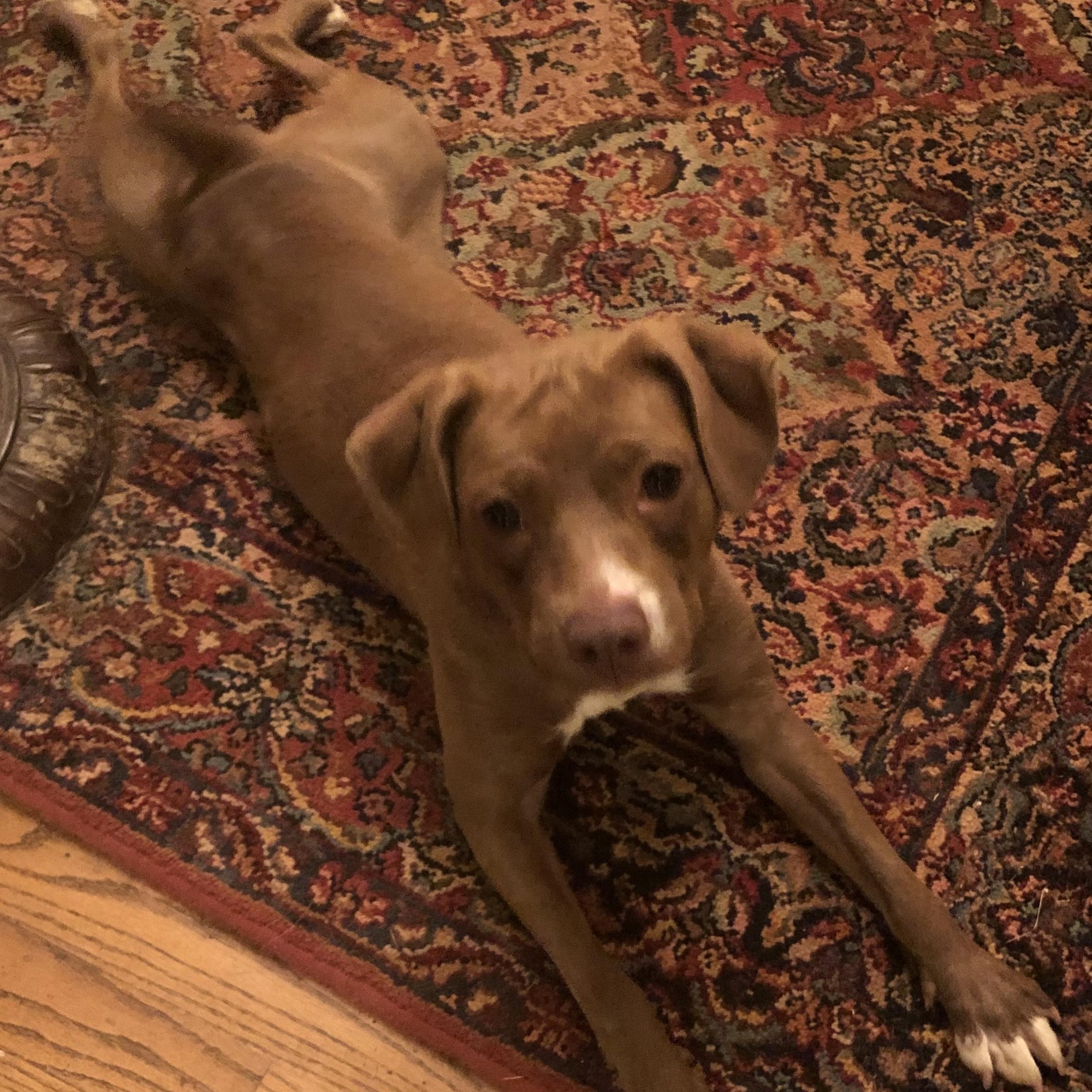 Enlarge Mona, a Adoptable mixed breed in Knoxville, TN image 5/5