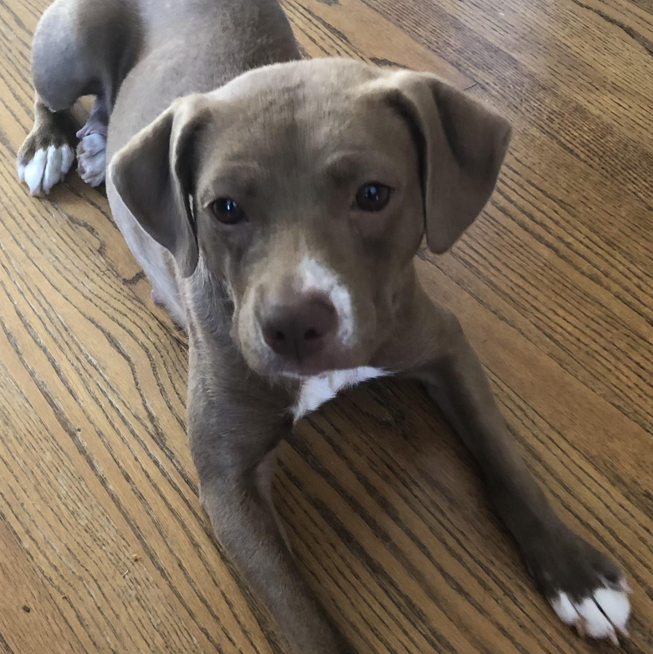 Mona, adopted, Young Female Pit Bull Terrier.