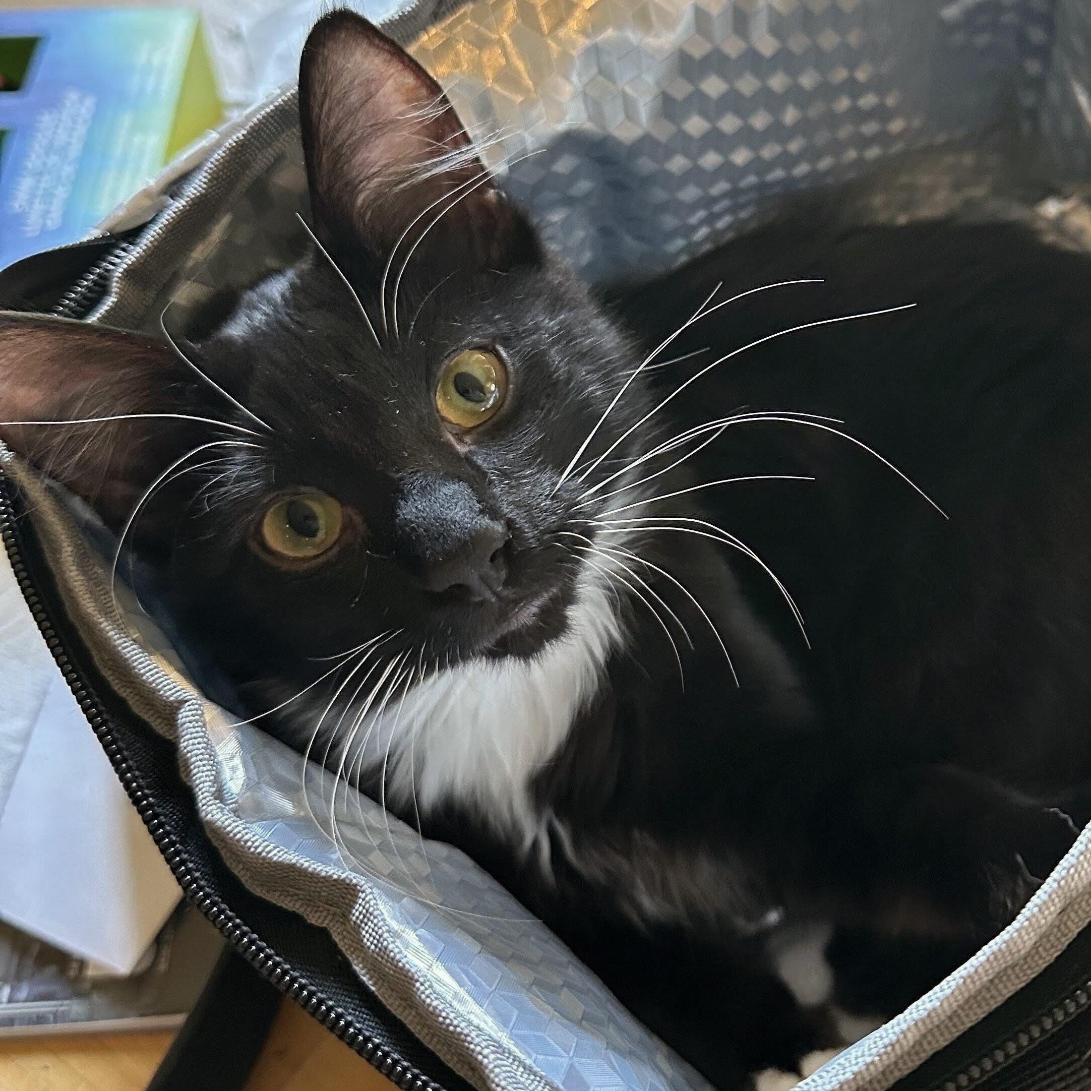 Enlarge Leslie, a Adoptable Domestic Short Hair in Wilsonville, OR image 1/6