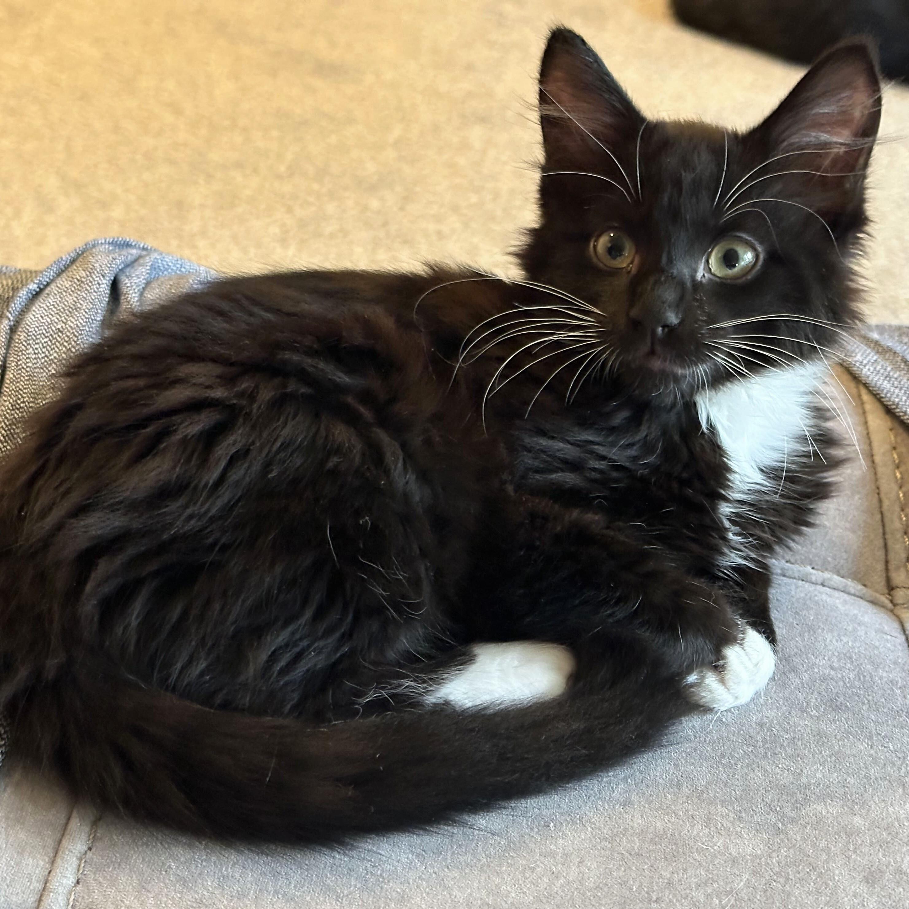 Leslie, Adoptable, Kitten Male Domestic Short Hair.
