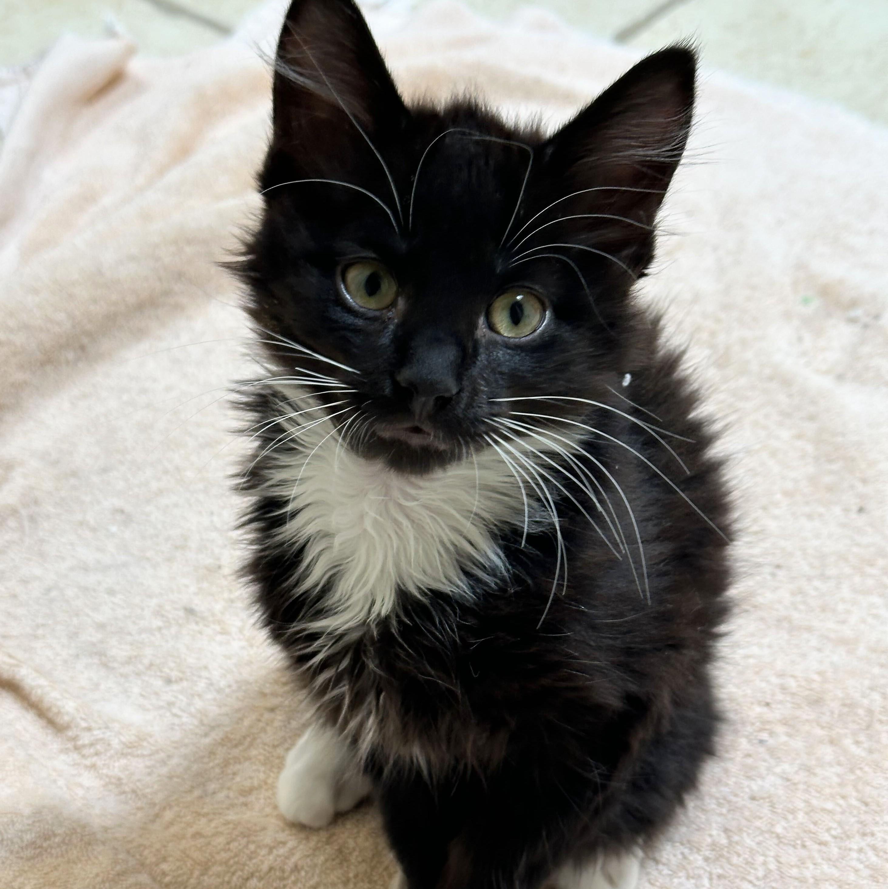Leslie, a Adoptable Domestic Short Hair in Wilsonville, OR image 2/6