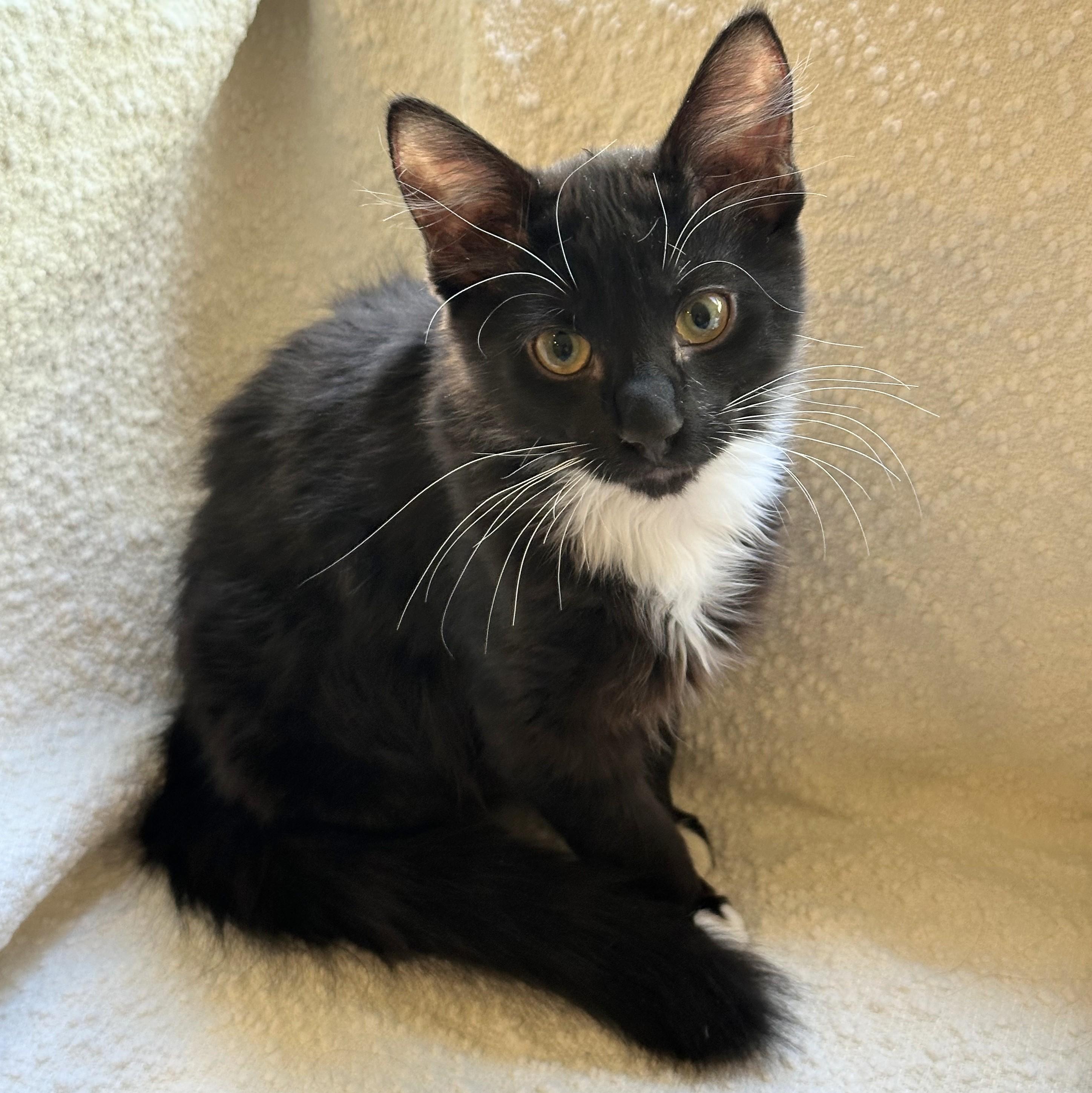 Leslie, a Adoptable Domestic Short Hair in Wilsonville, OR image 3/6