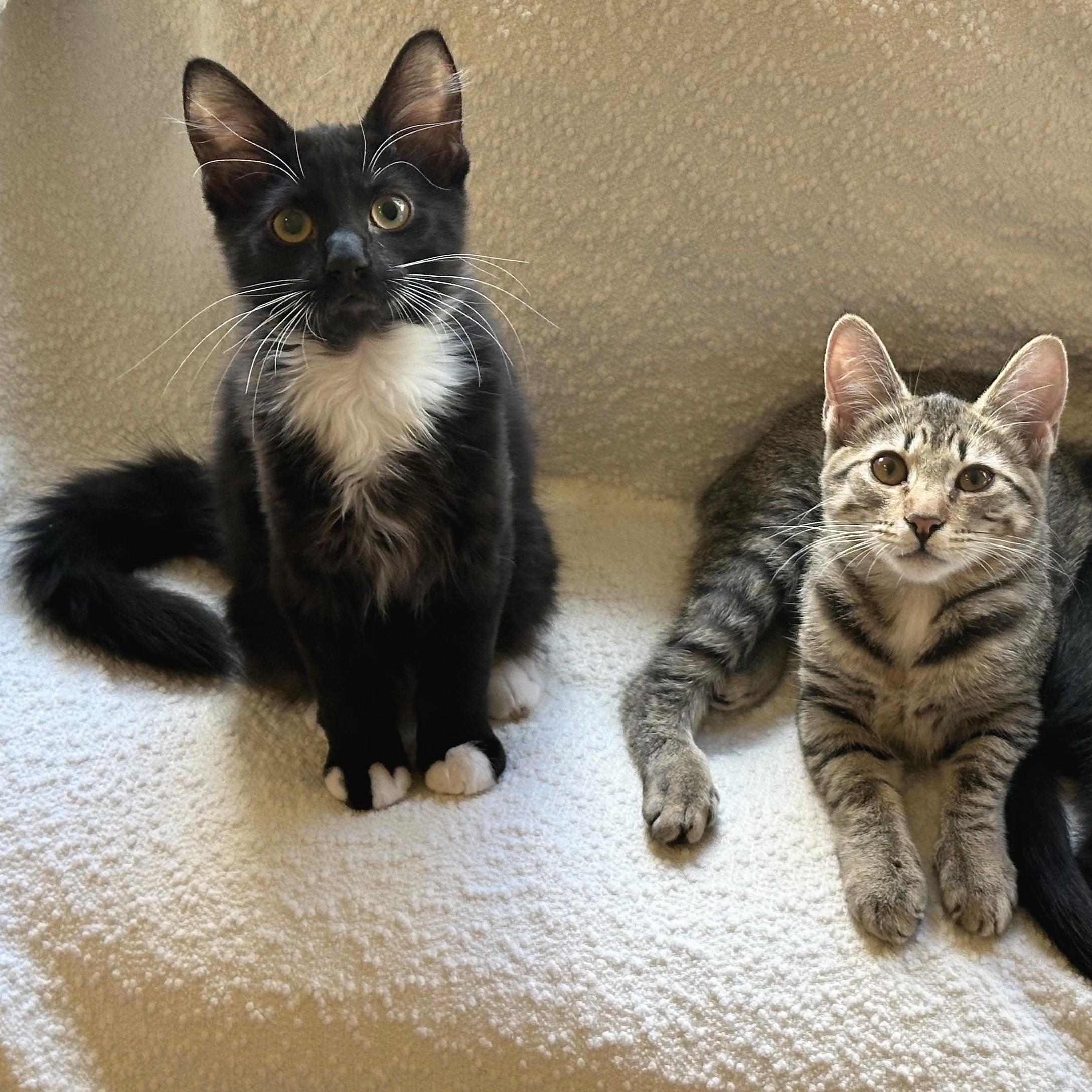 Leslie, a Adoptable Domestic Short Hair in Wilsonville, OR image 4/6