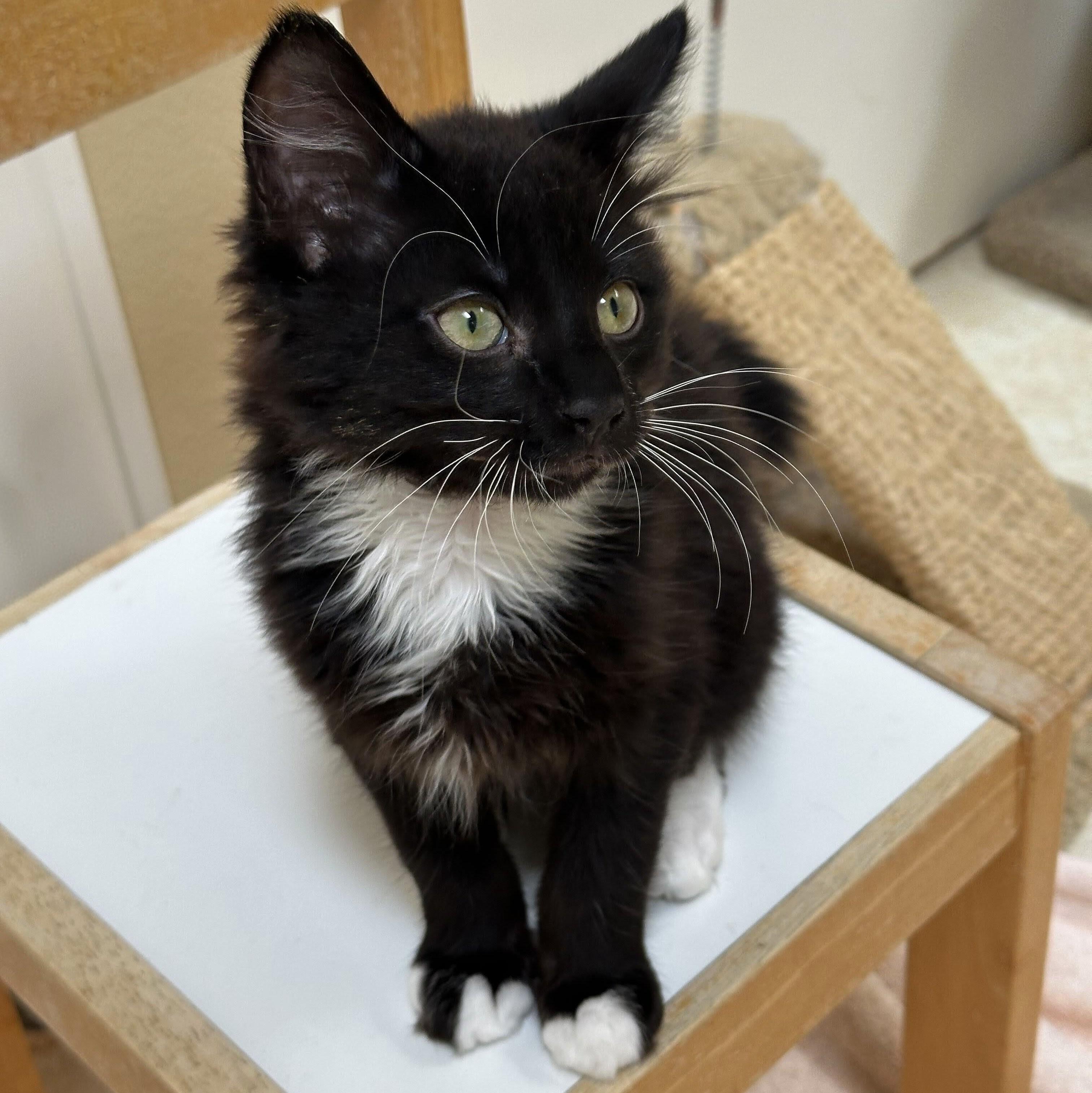 Leslie, a Adoptable Domestic Short Hair in Wilsonville, OR image 5/6