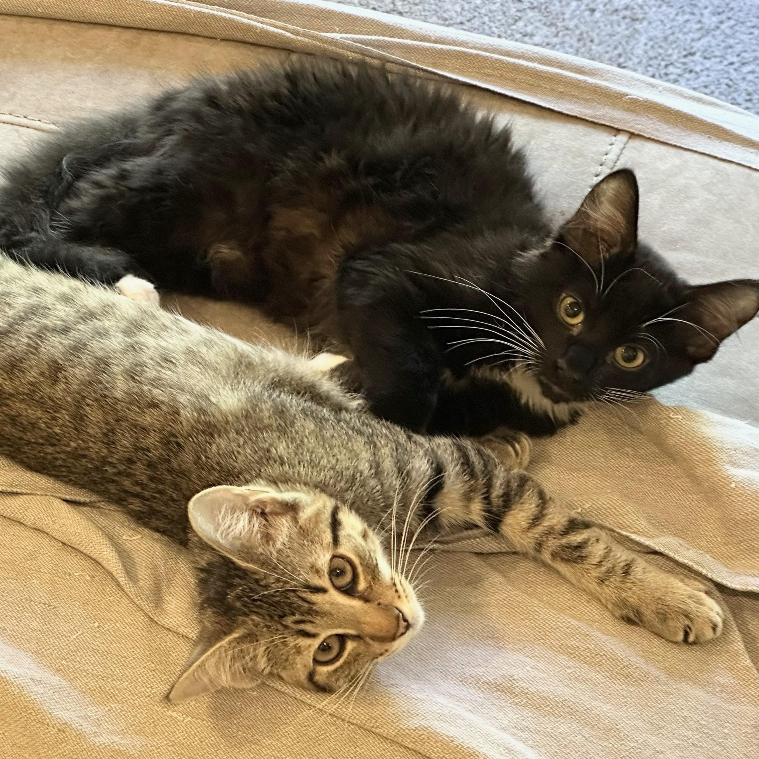 Leslie, a Adoptable Domestic Short Hair in Wilsonville, OR image 6/6