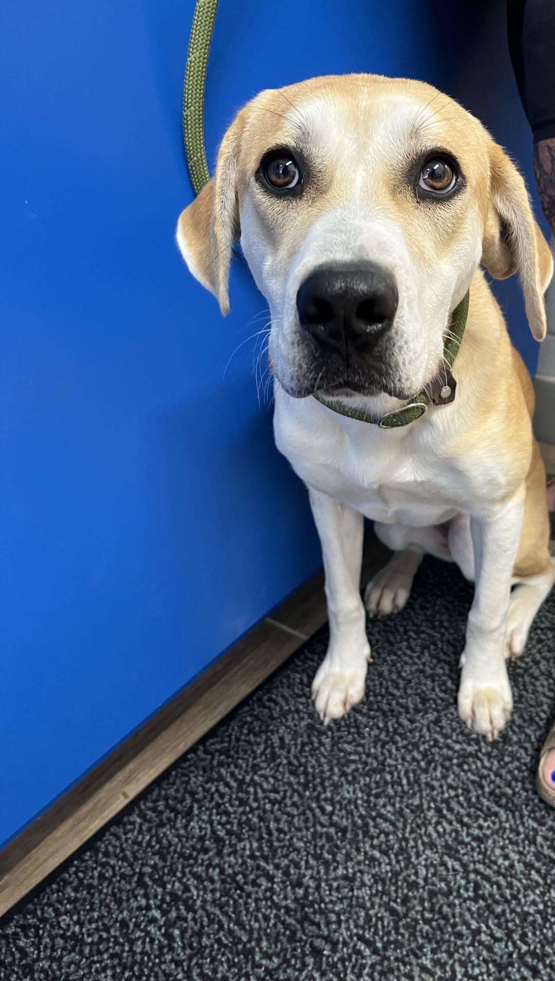 Enlarge Gracie Bear, a Adopted Labrador Retriever in Rowlett, TX image 1/1