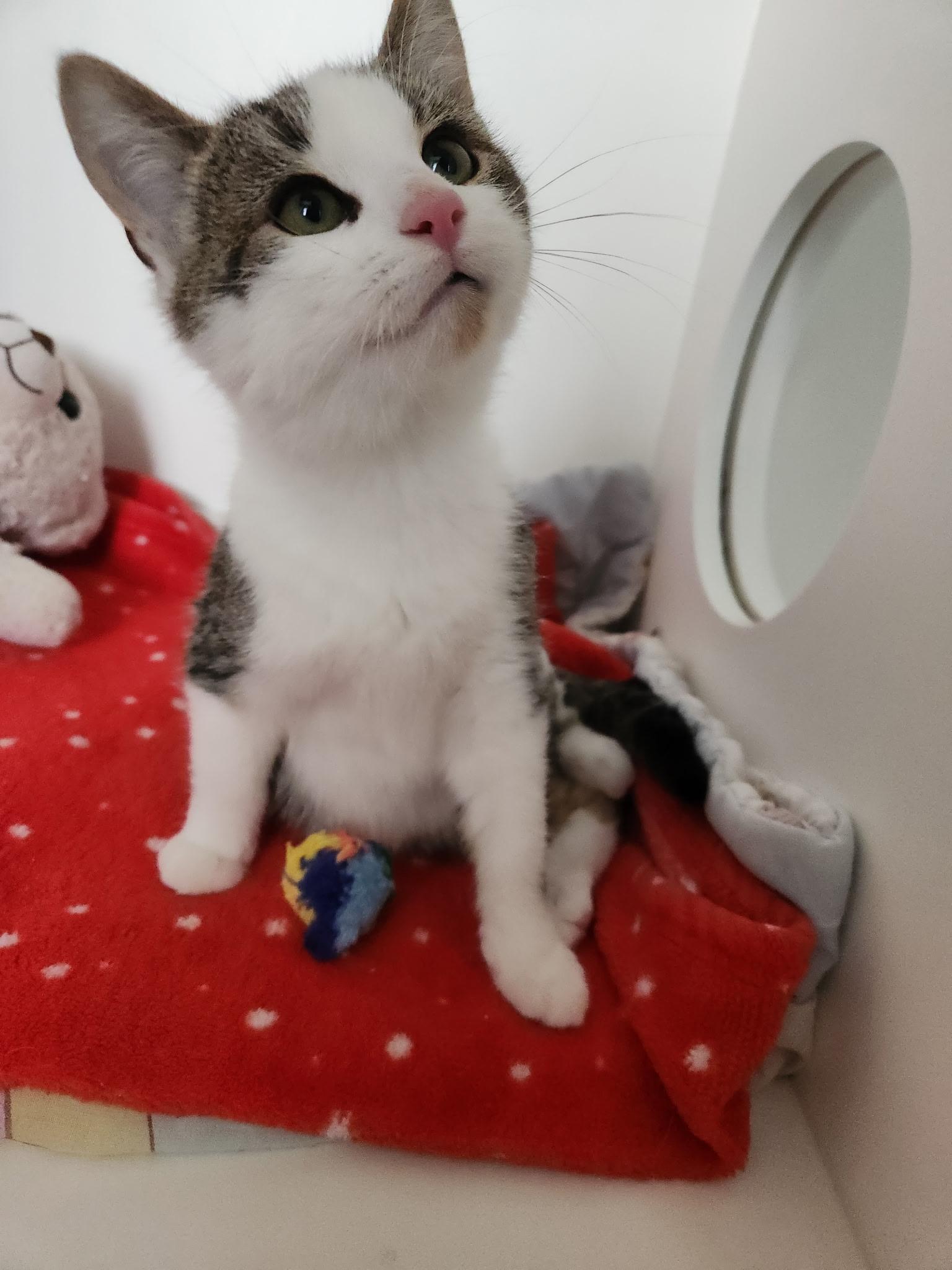 Myles, adopted, Young Male Domestic Short Hair.