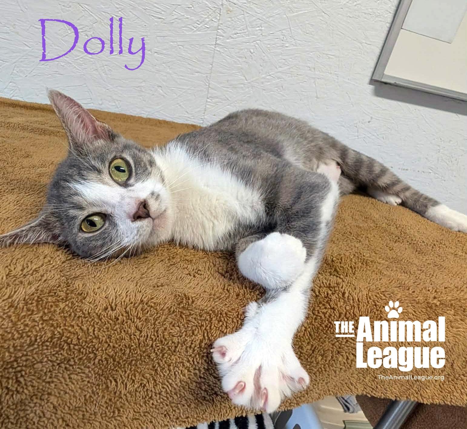 Dolly, Adoptable, Adult Female Domestic Short Hair.