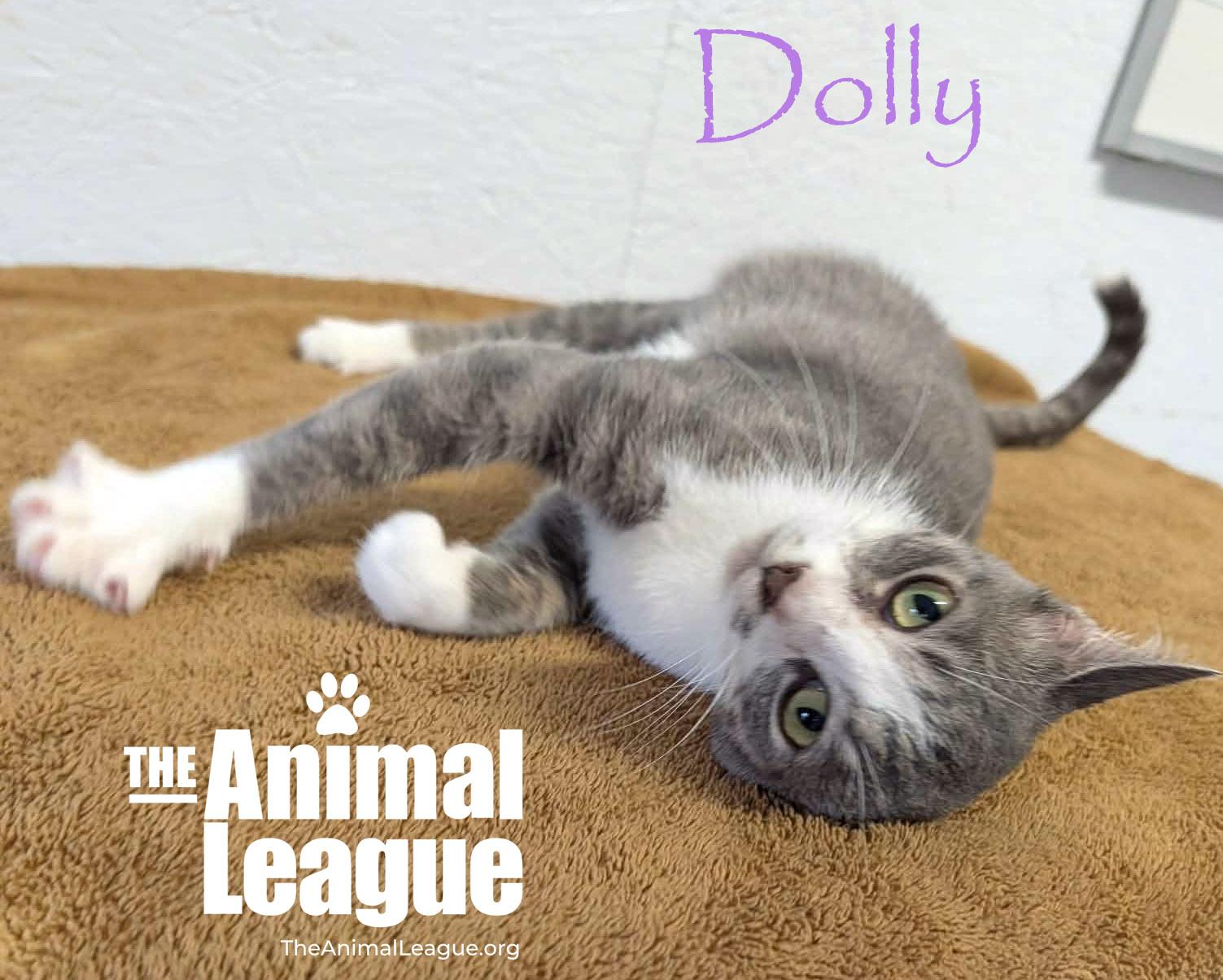 Enlarge Dolly, a Adopted mixed breed in Groveland, FL image 3/4