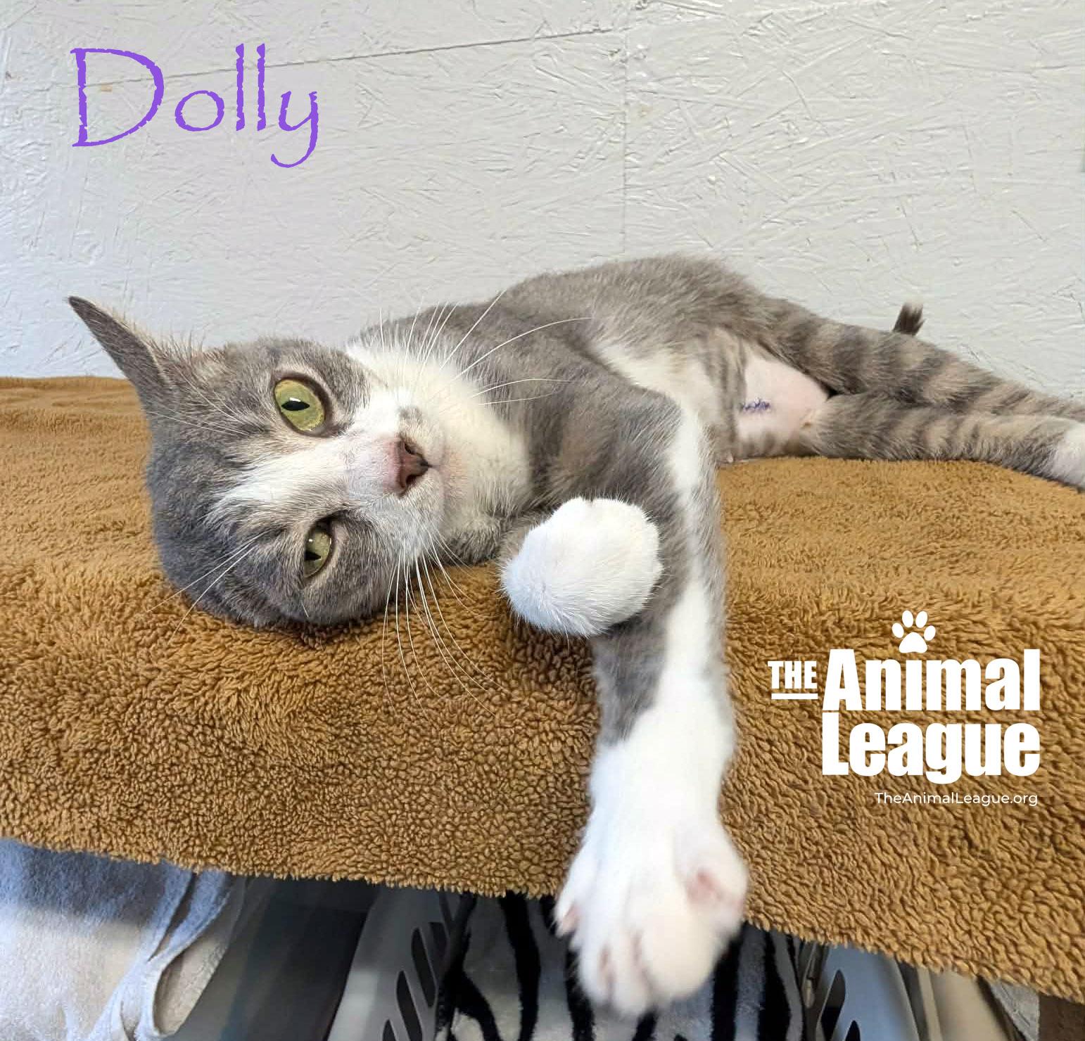 Enlarge Dolly, a Adopted mixed breed in Groveland, FL image 2/4