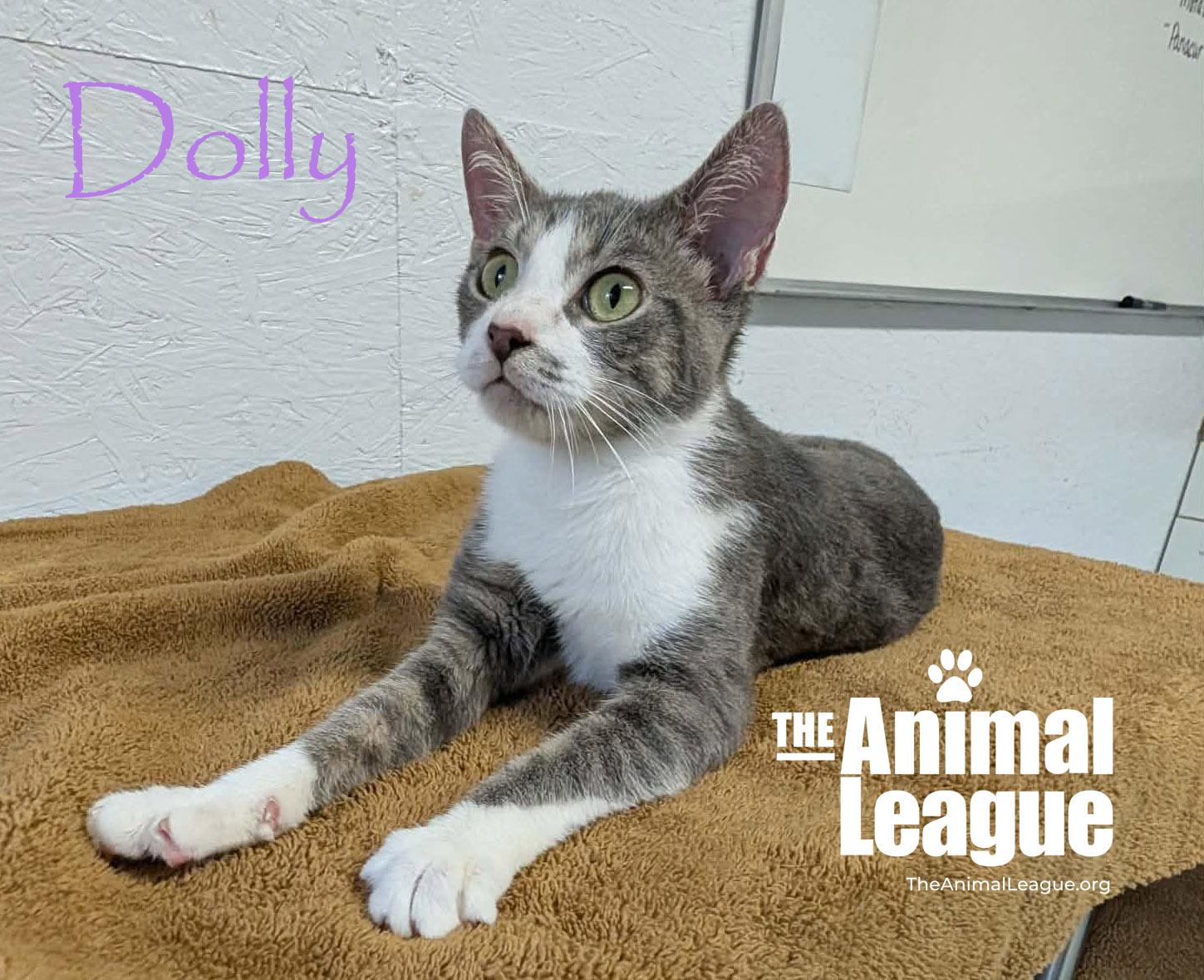 Enlarge Dolly, a Adopted mixed breed in Groveland, FL image 4/4