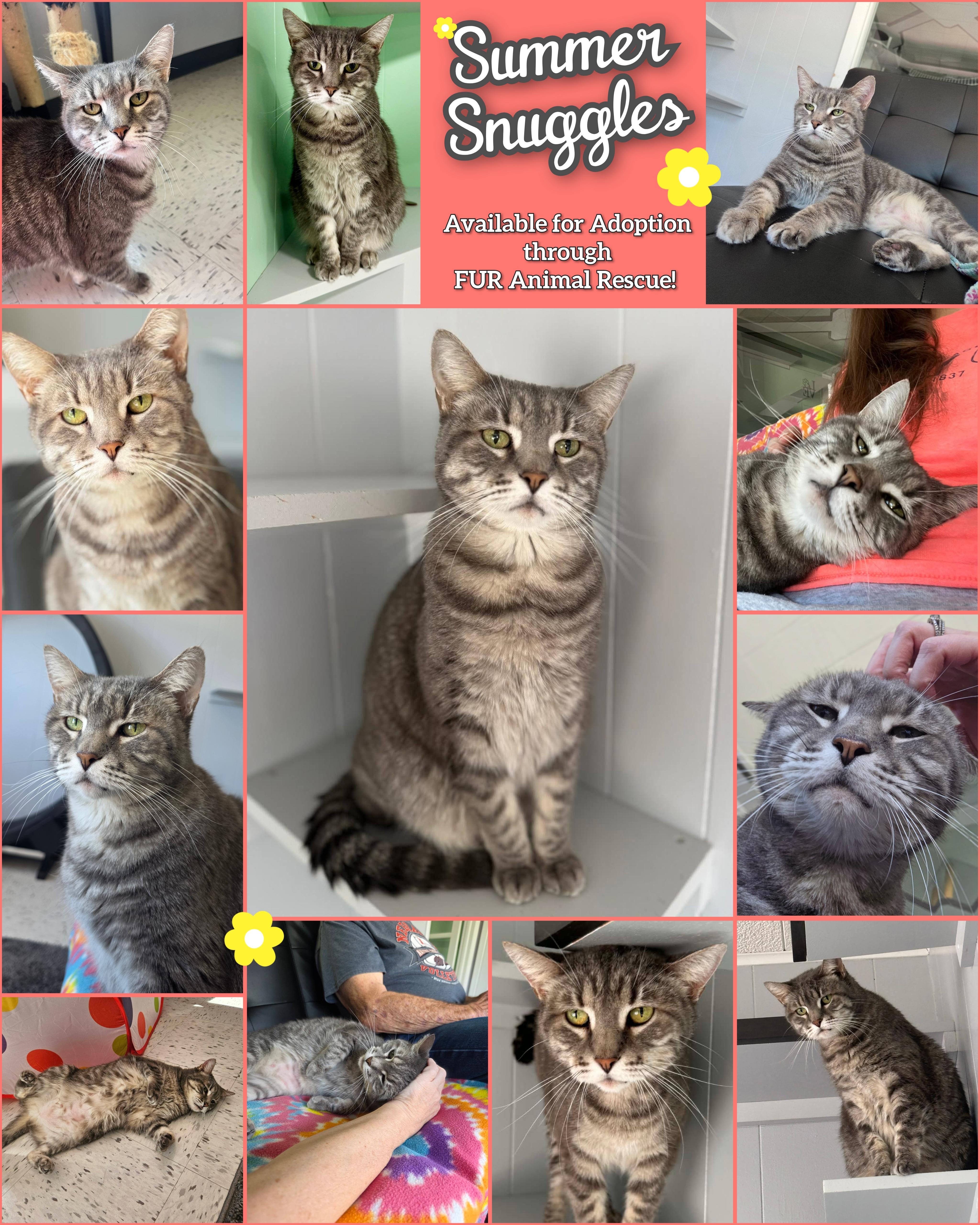 Enlarge Summer, a ADOPTABLE Domestic Short Hair in North Platte, NE image 1/1