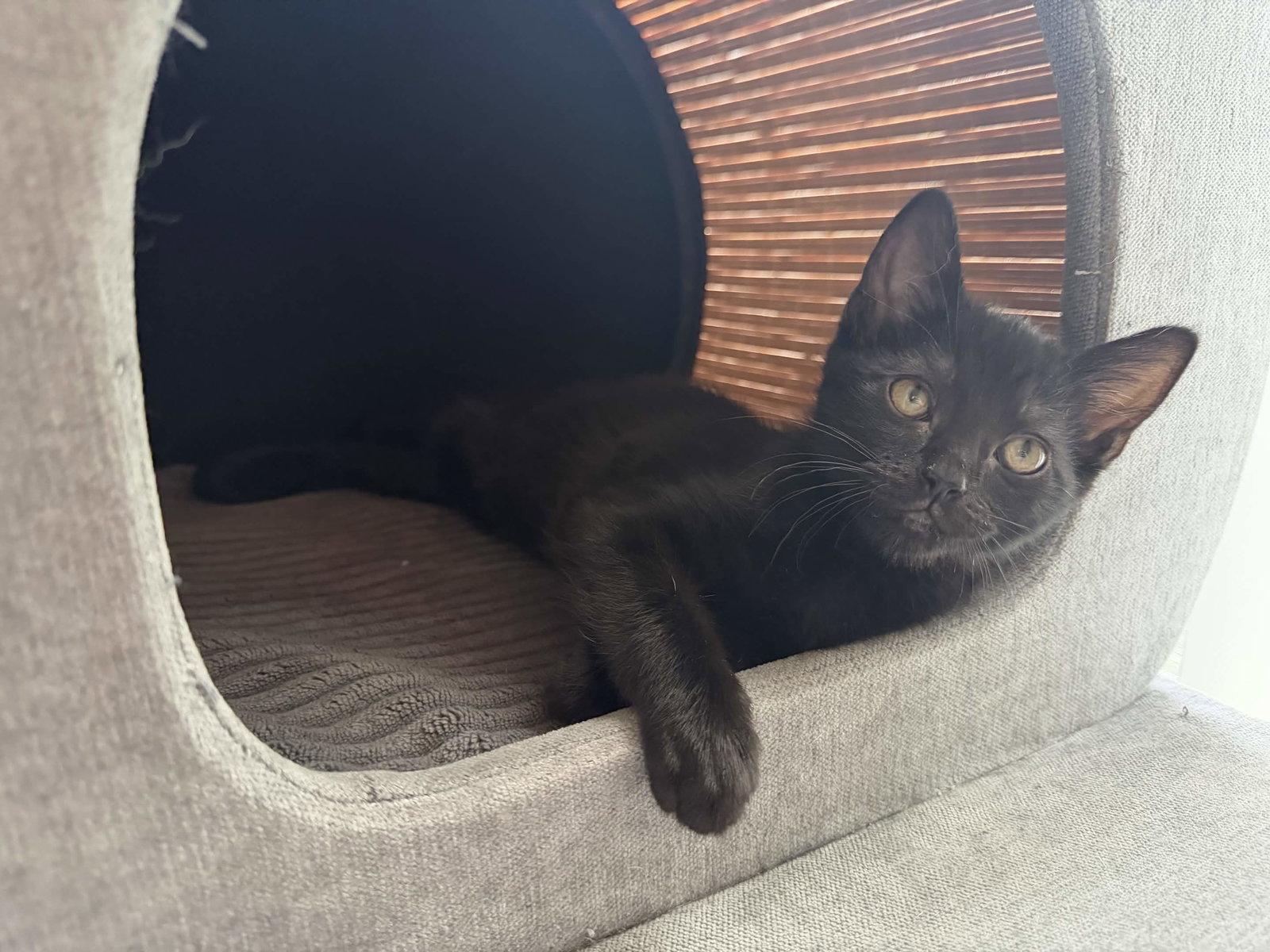 Murphy, Adoptable, Kitten Female Domestic Short Hair.