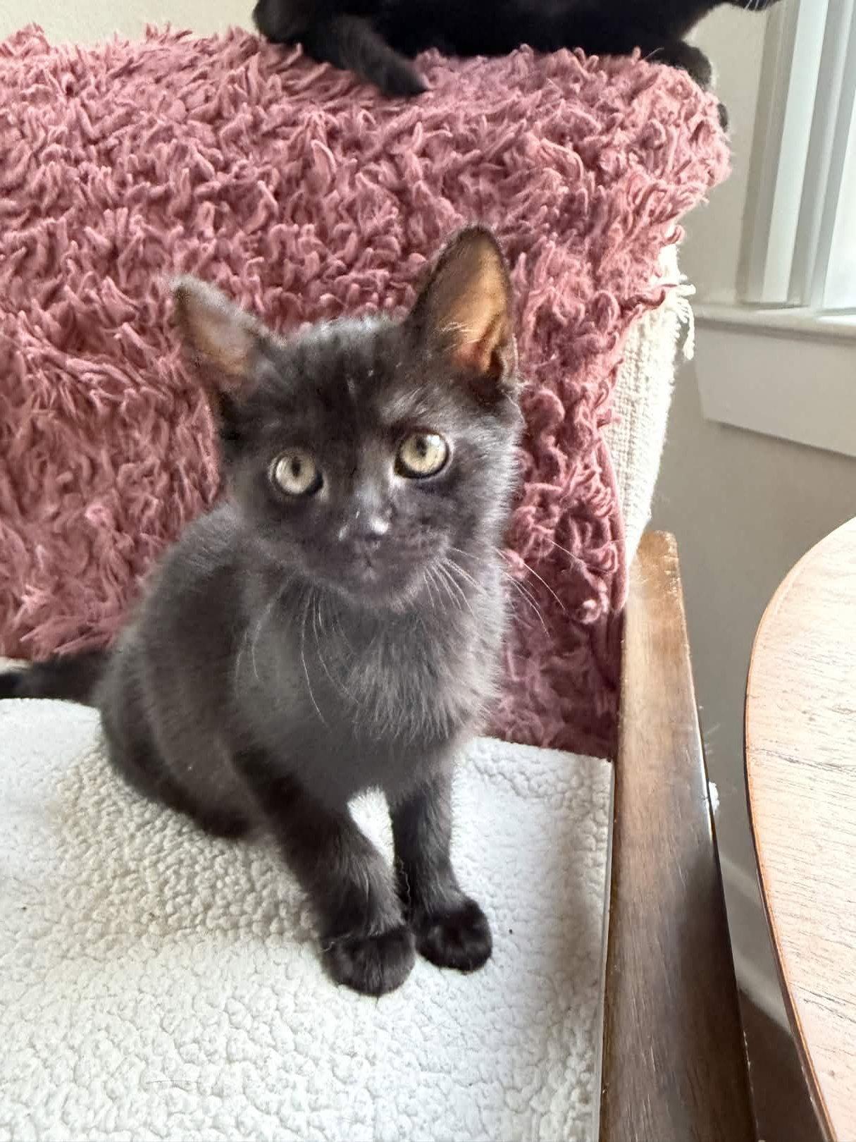 Enlarge Murphy, a Adoptable Domestic Short Hair in Fort Worth, TX image 2/3