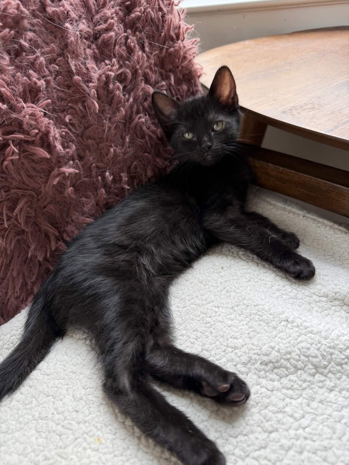 Enlarge Murphy, a Adoptable Domestic Short Hair in Fort Worth, TX image 3/3