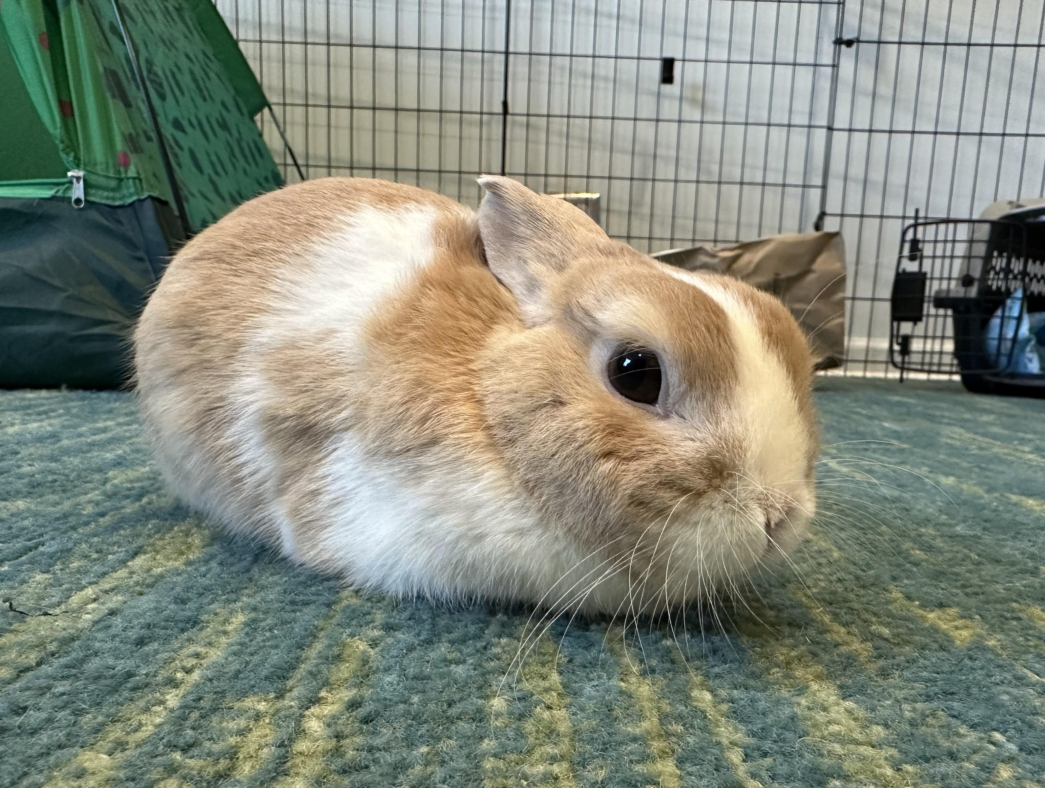 Mr. Looney , adoptable, Young Male Dwarf & Dutch.