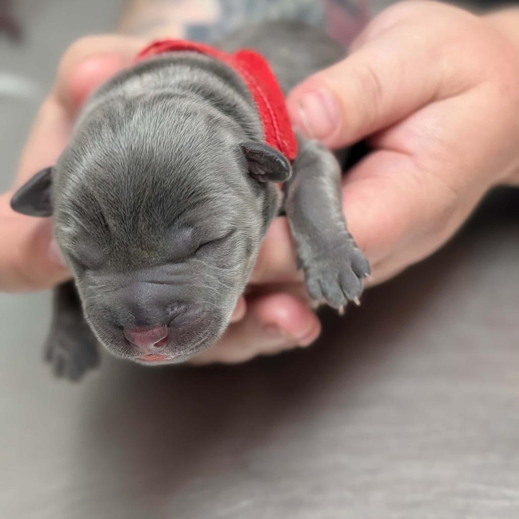 Athena, Adoptable, Puppy Female Labrador Retriever.