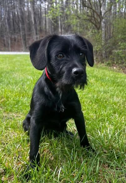 Rudy, ADOPTABLE, Young Male Terrier.