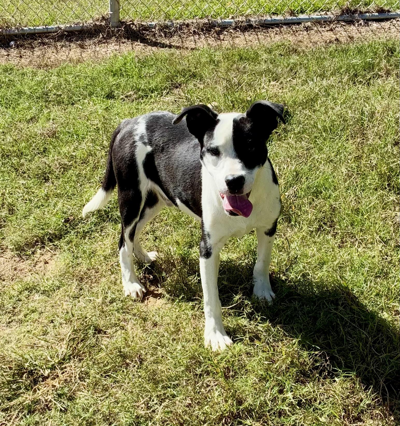 Hank, a Adoptable mixed breed in Senatobia, MS image 2/4