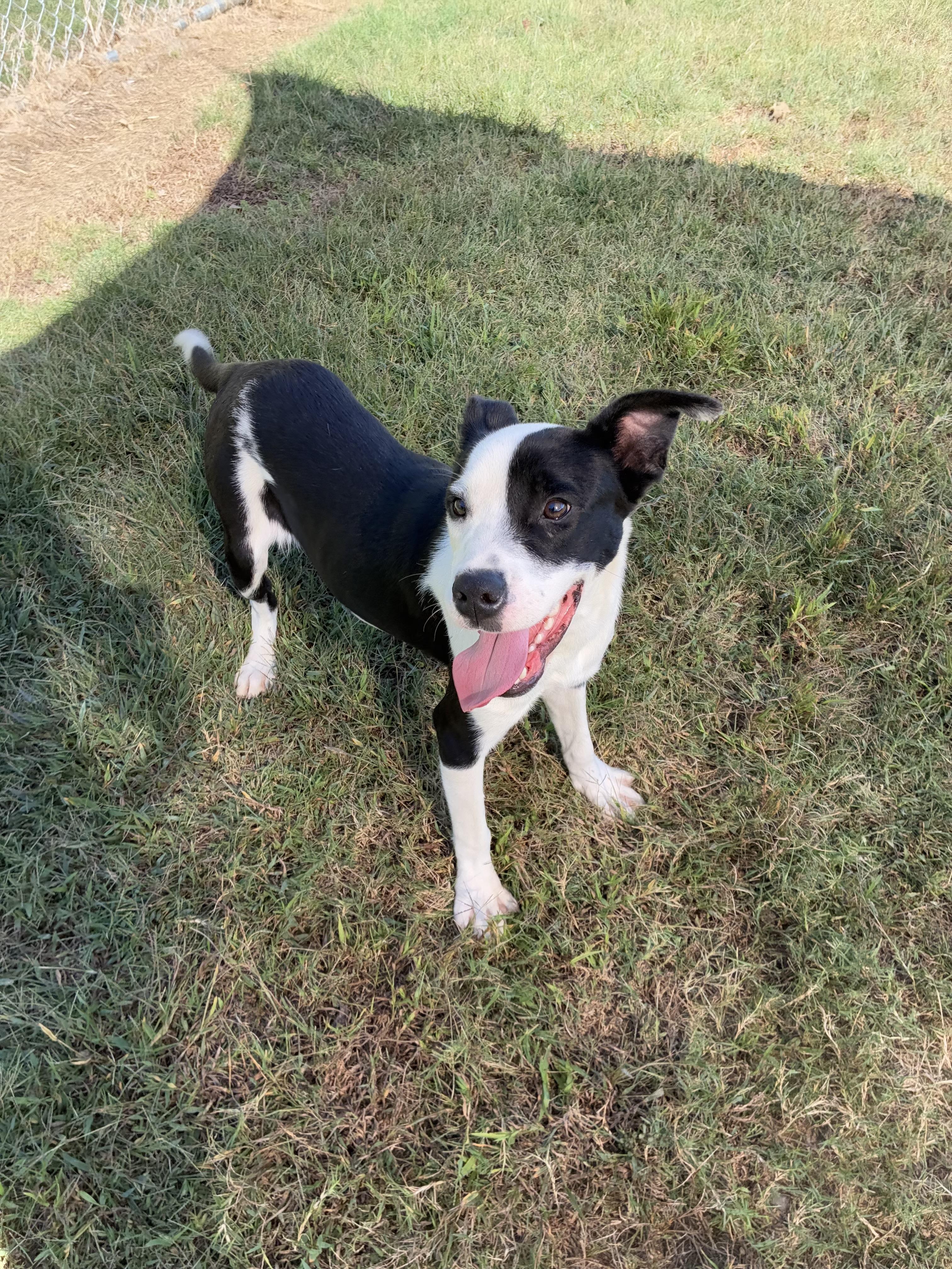 Hank, Adoptable, Young Male Hound.