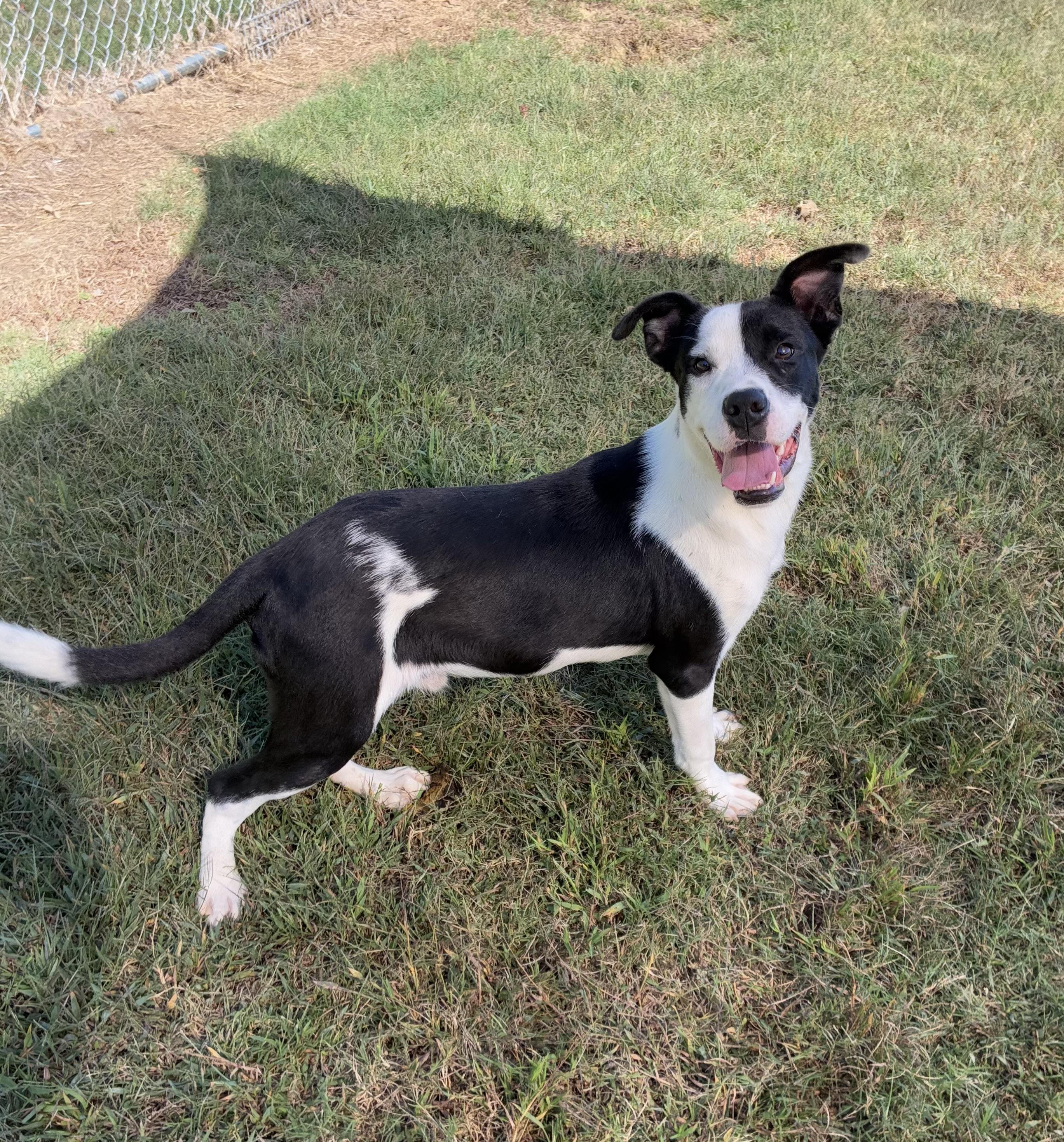 Hank, a Adoptable mixed breed in Senatobia, MS image 4/4