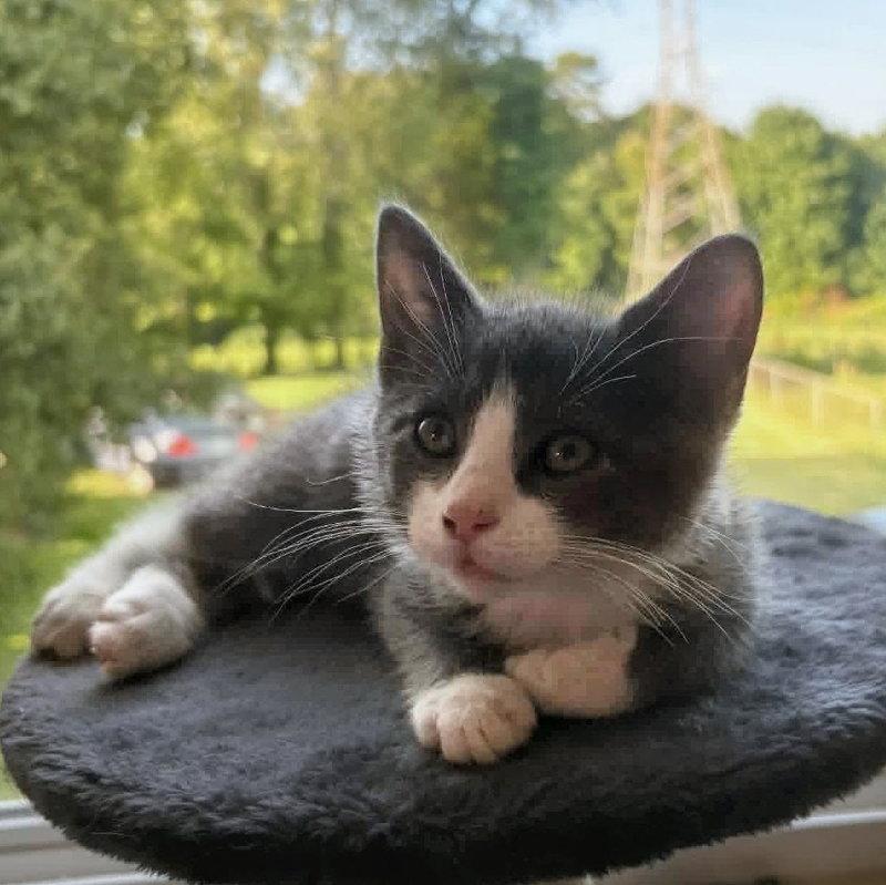 Titan Bobtail!, a Adopted mixed breed in Knoxville, TN image 1/3