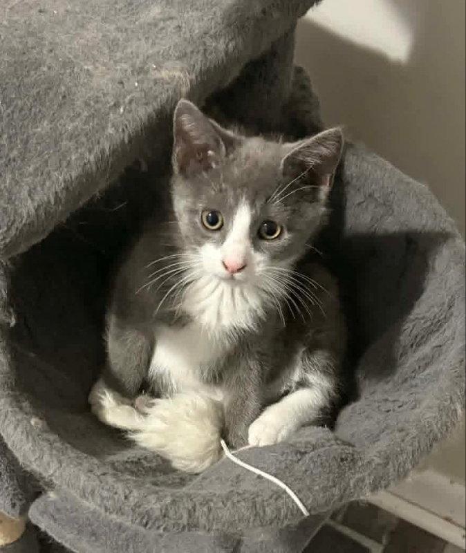 Titan Bobtail!, a Adopted mixed breed in Knoxville, TN image 2/3