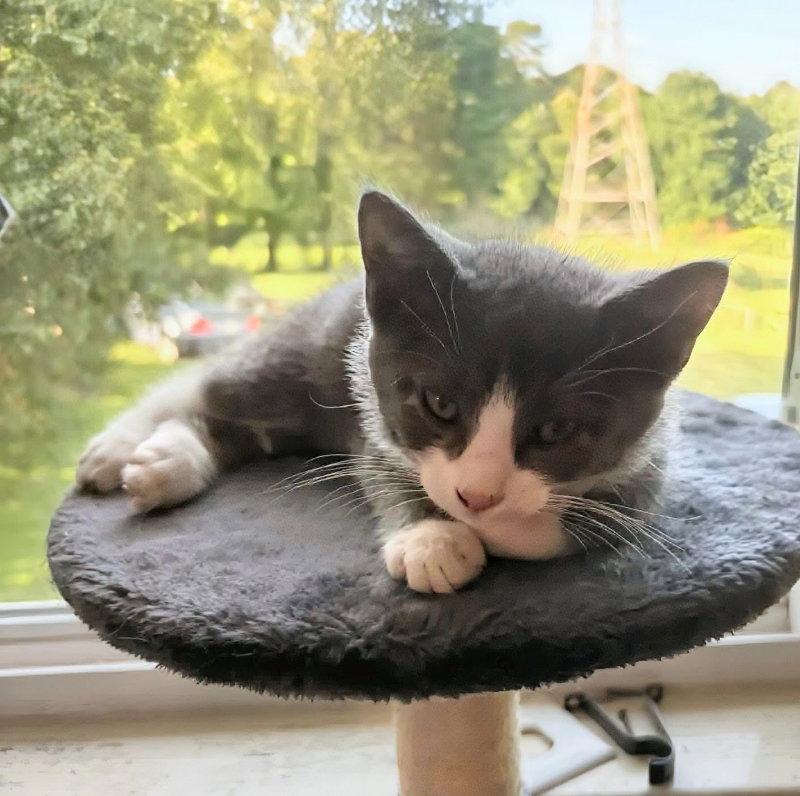 Titan Bobtail!, a Adopted mixed breed in Knoxville, TN image 3/3