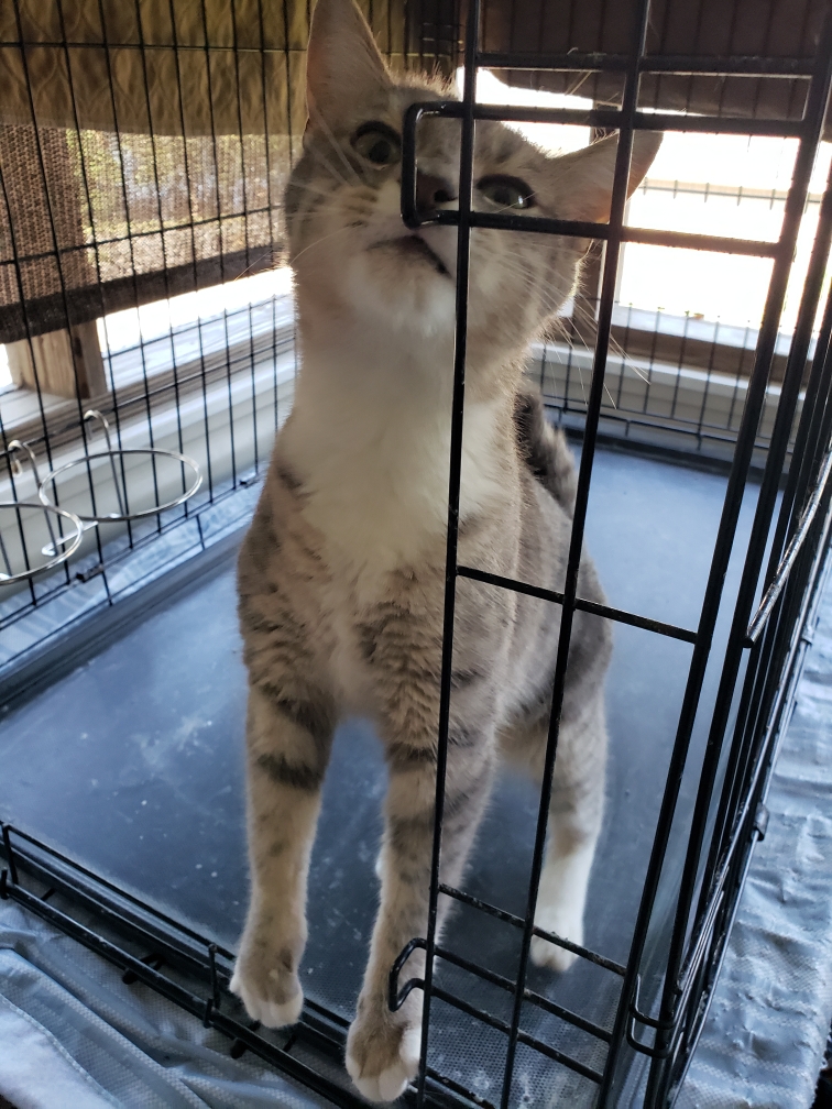 Cat for adoption Suna, a Domestic Short Hair in LITTLE MOUNTAIN, SC