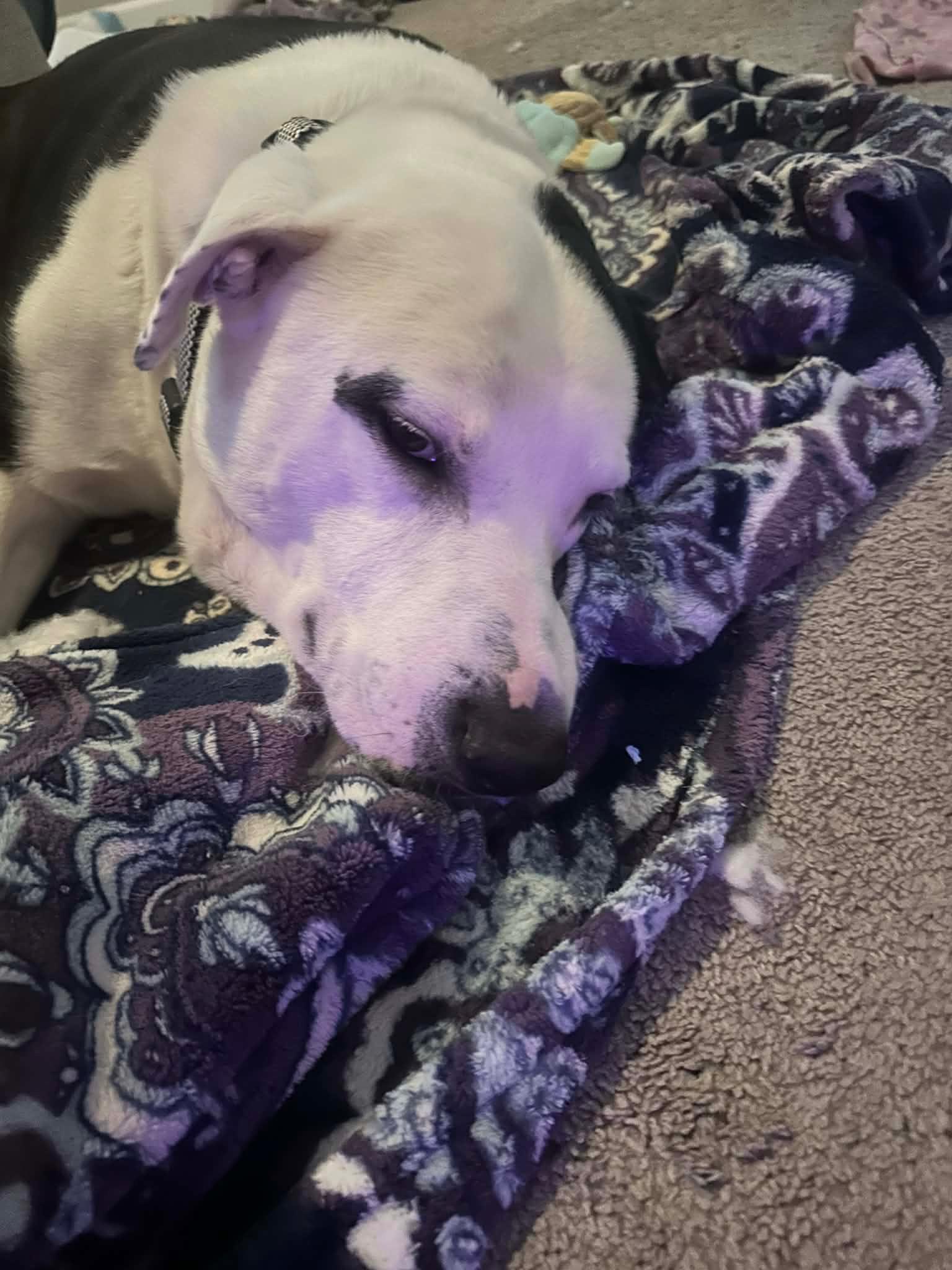 Enlarge Jake aka Wiggle Wobbles, a ADOPTABLE mixed breed in Coarsegold, CA image 4/4