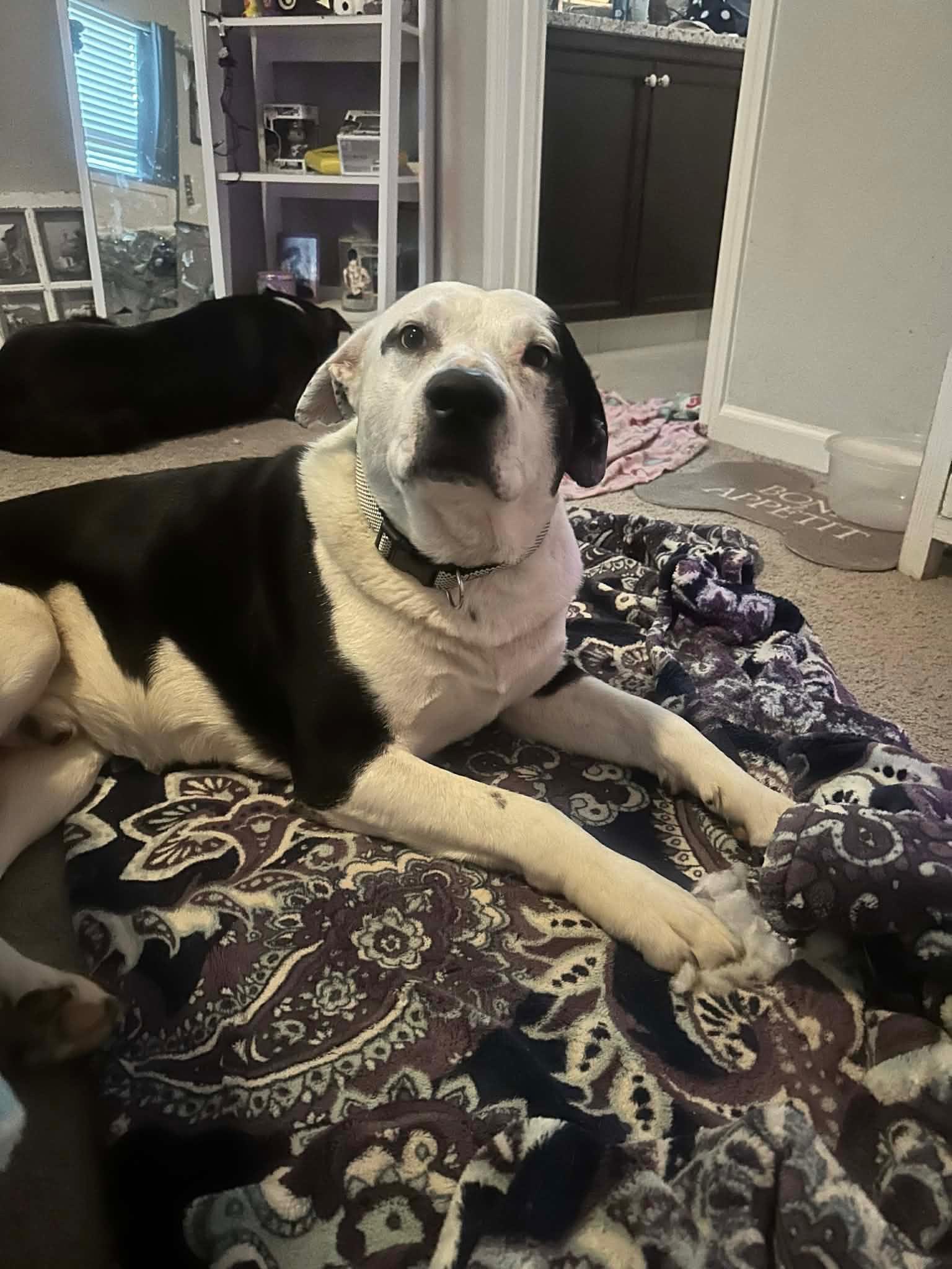 Enlarge Jake aka Wiggle Wobbles, a ADOPTABLE mixed breed in Coarsegold, CA image 3/4