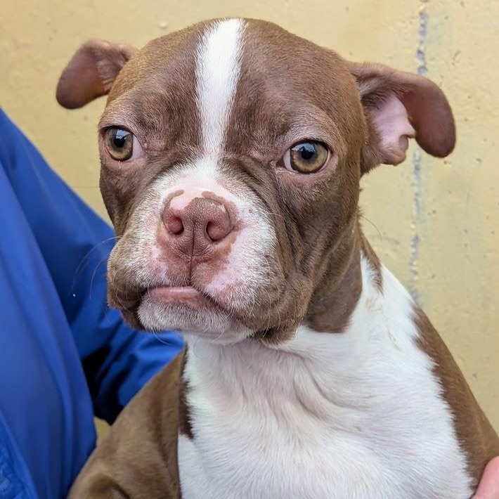 Enlarge Moose, an adopted Boston Terrier in St. George, UT image 2/2