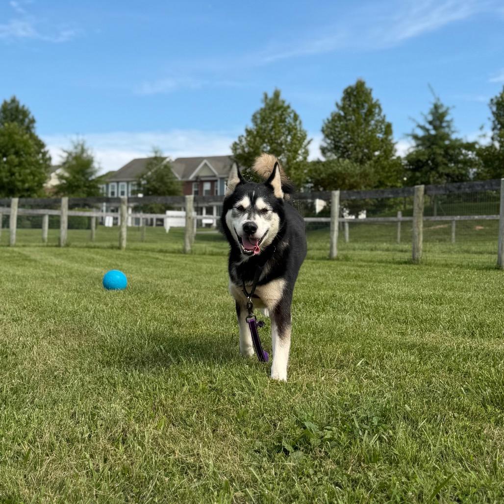 Enlarge Comet, a Adoptable mixed breed in Marshall, VA image 1/6
