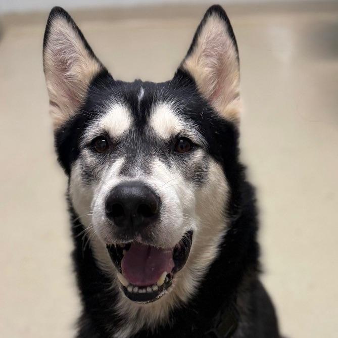 Enlarge Comet, a Adoptable mixed breed in Marshall, VA image 2/6