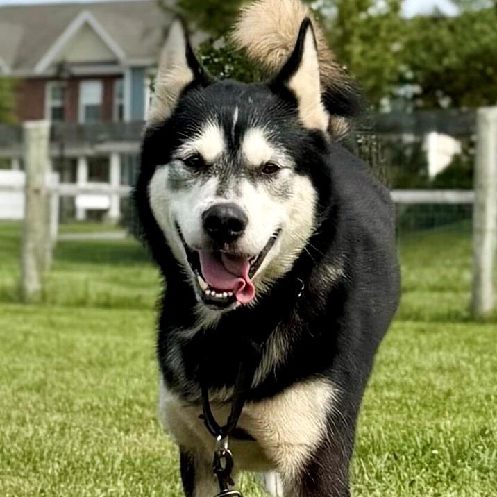 Enlarge Comet, a Adoptable mixed breed in Marshall, VA image 3/6