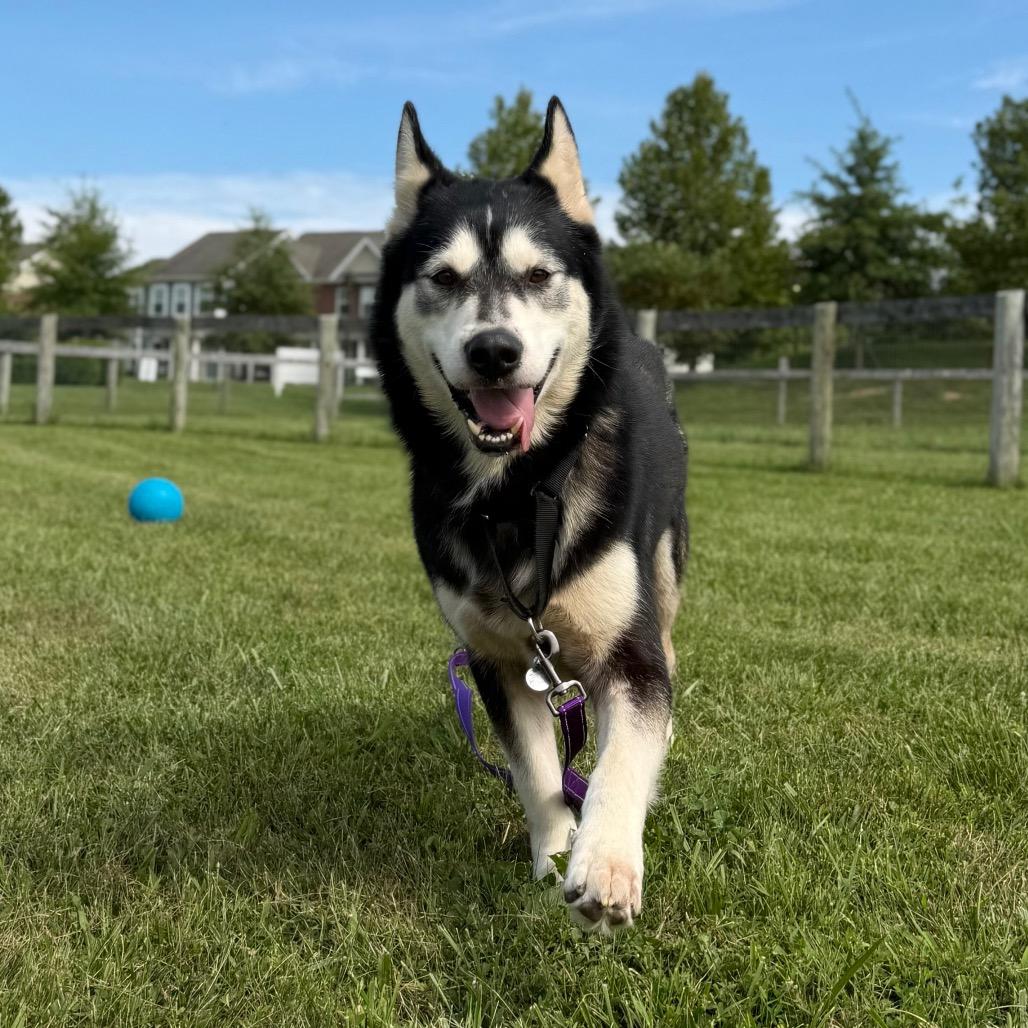 Enlarge Comet, a Adoptable mixed breed in Marshall, VA image 4/6