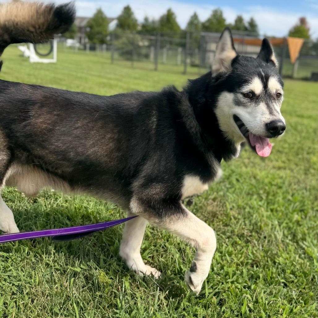 Enlarge Comet, a Adoptable mixed breed in Marshall, VA image 5/6