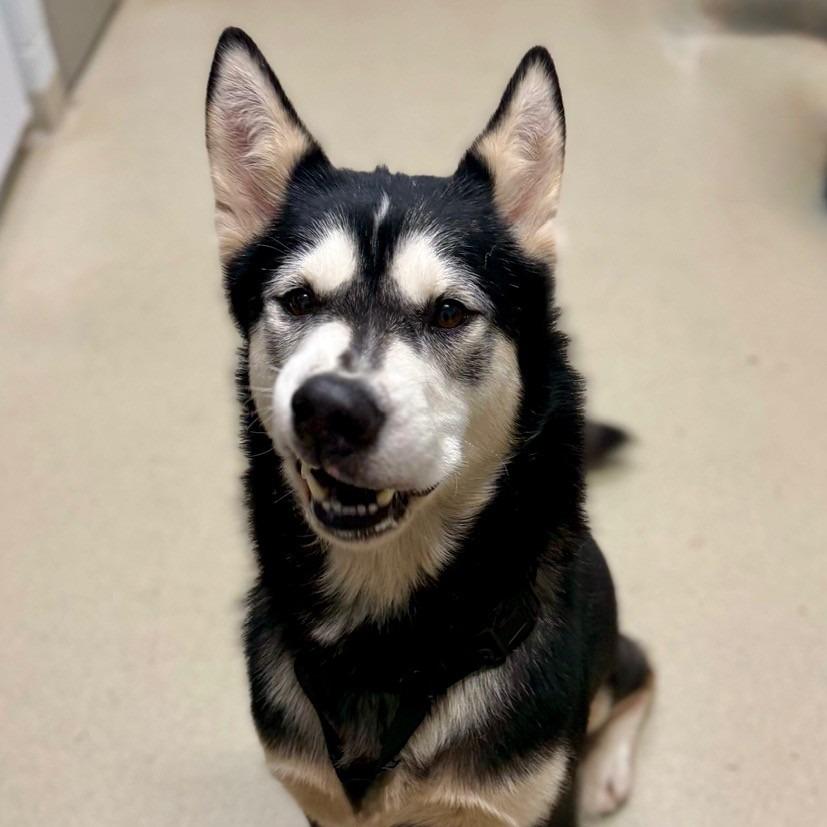 Enlarge Comet, a Adoptable mixed breed in Marshall, VA image 6/6