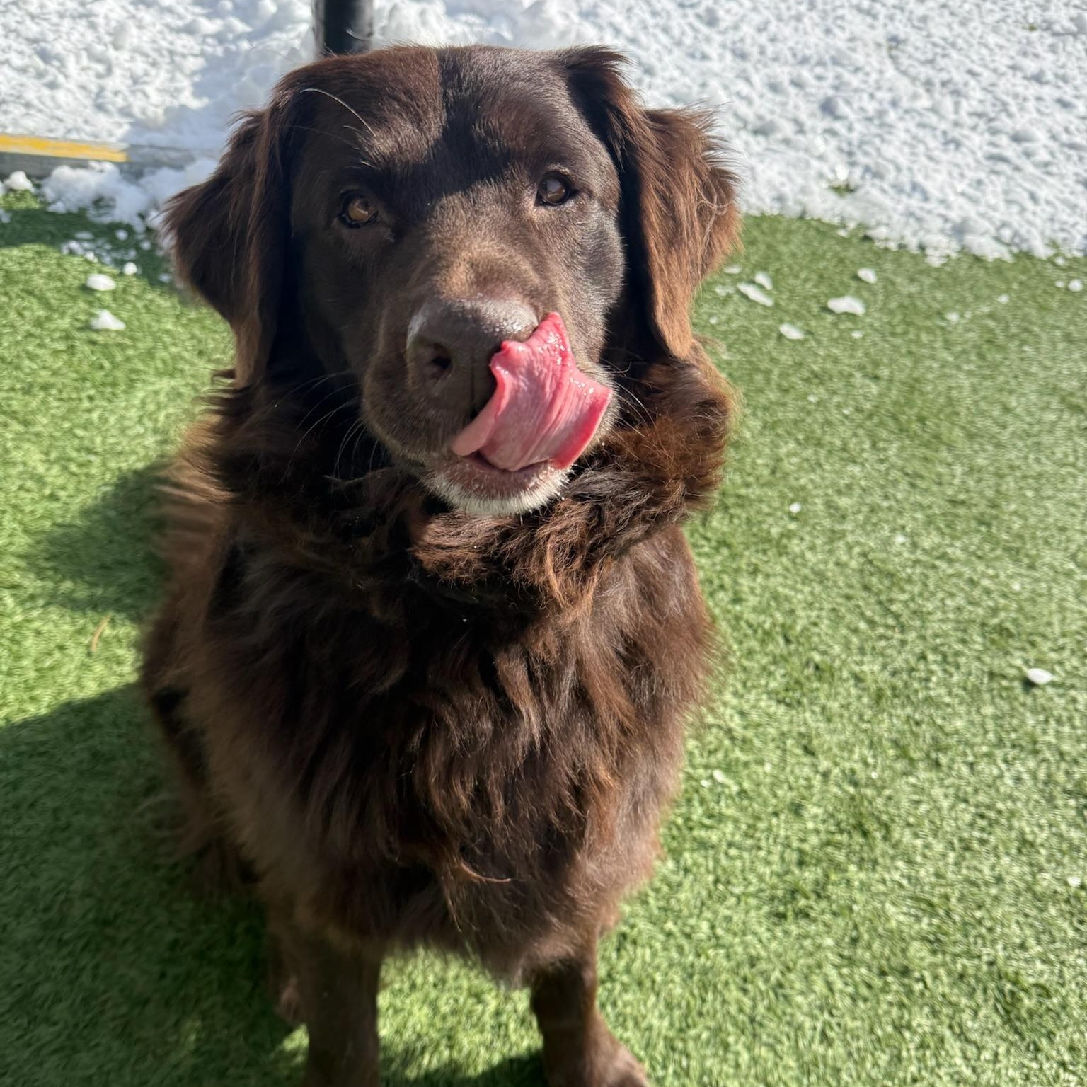 Enlarge Koda, an adopted mixed breed in Groton, CT image 6/6