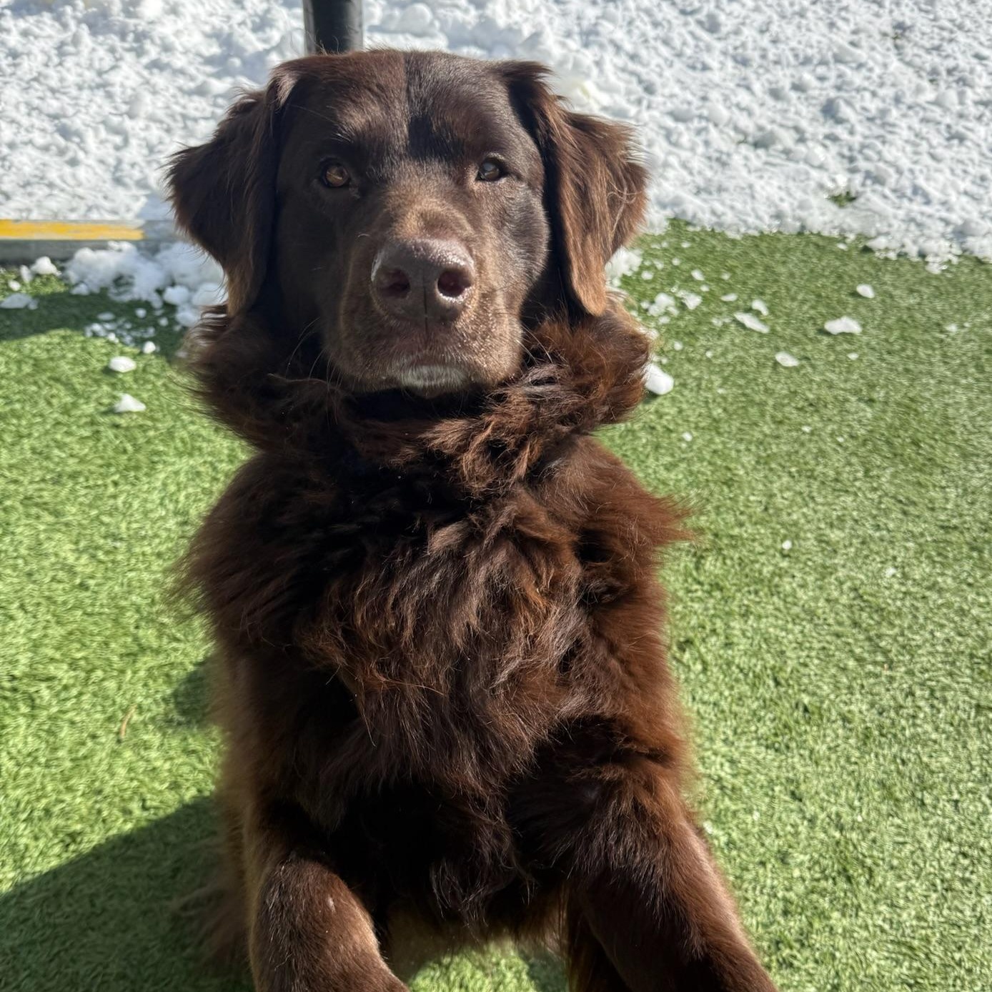 Enlarge Koda, an adopted mixed breed in Groton, CT image 3/6