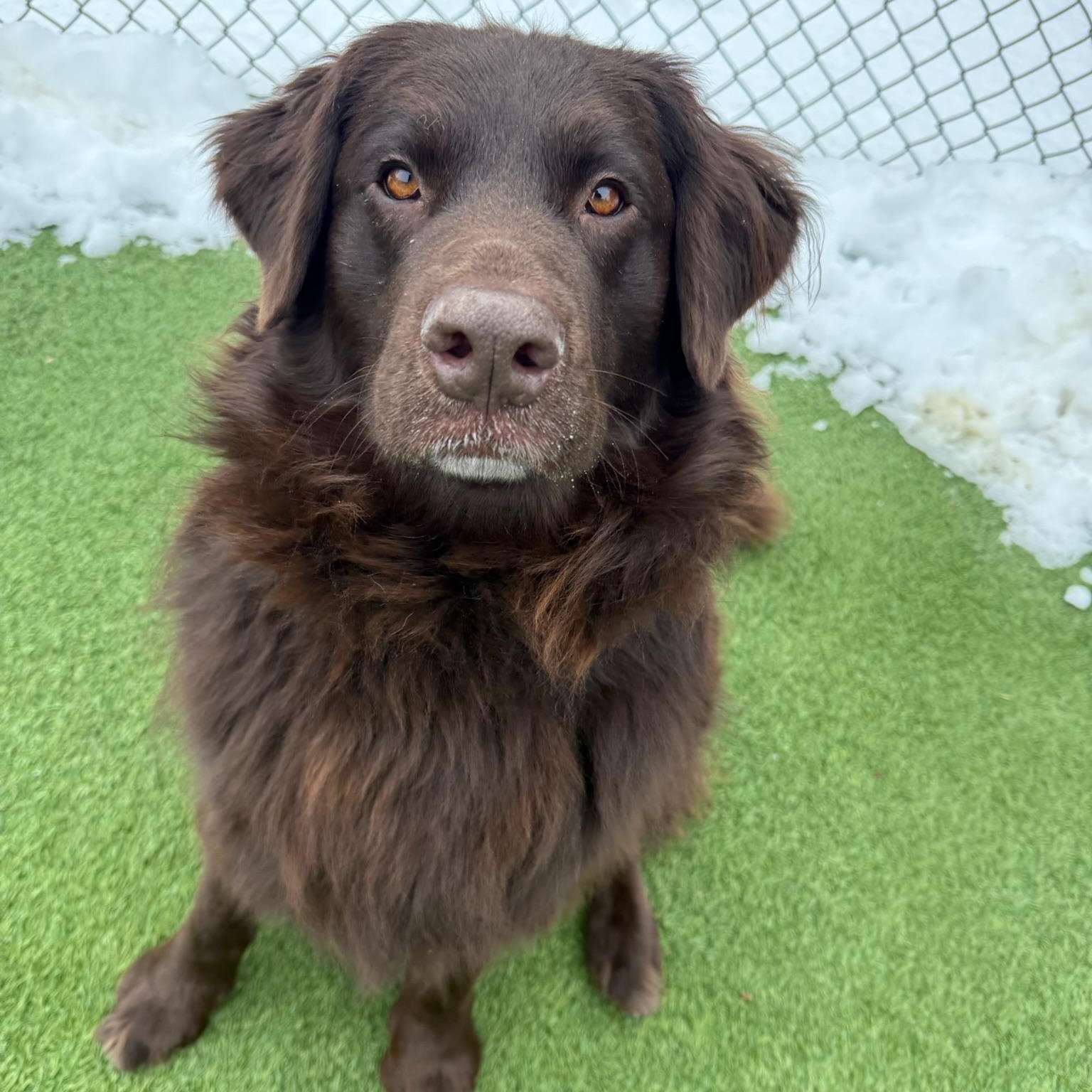 Enlarge Koda, an adopted mixed breed in Groton, CT image 1/6