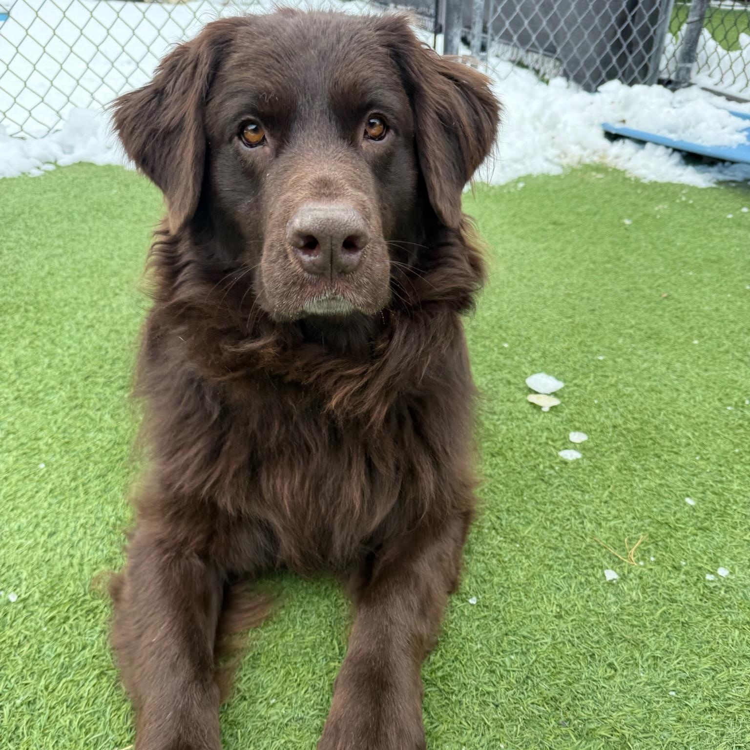 Enlarge Koda, an adopted mixed breed in Groton, CT image 4/6