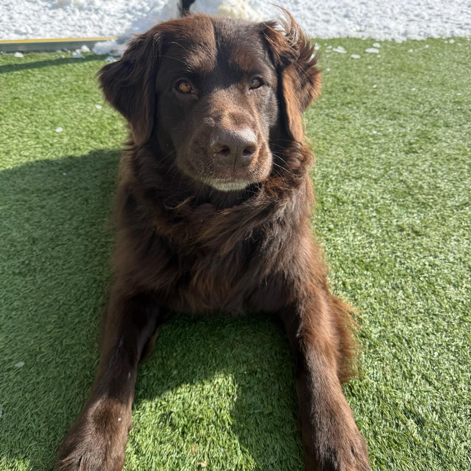 Enlarge Koda, an adopted mixed breed in Groton, CT image 5/6