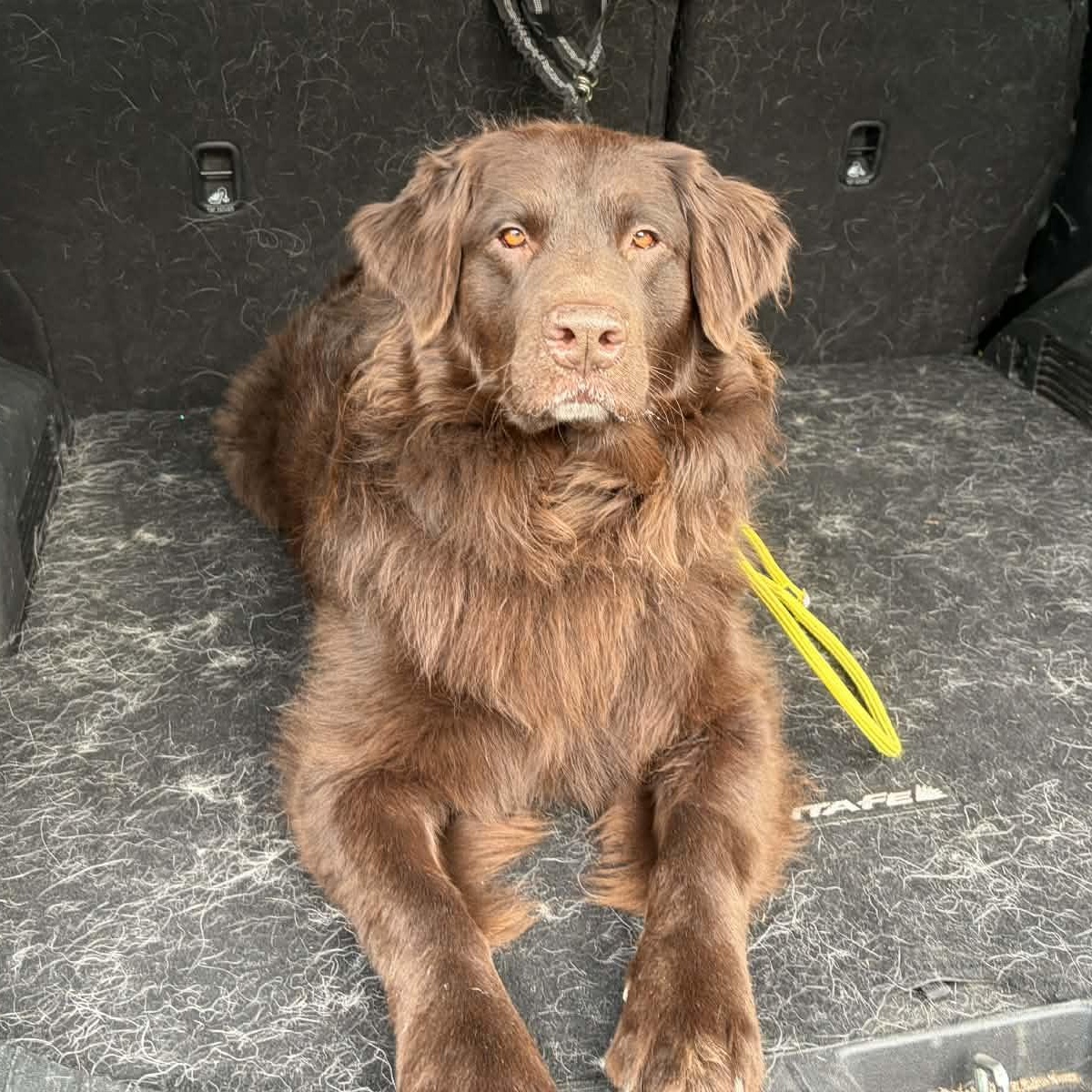 Enlarge Koda, an adopted mixed breed in Groton, CT image 2/6