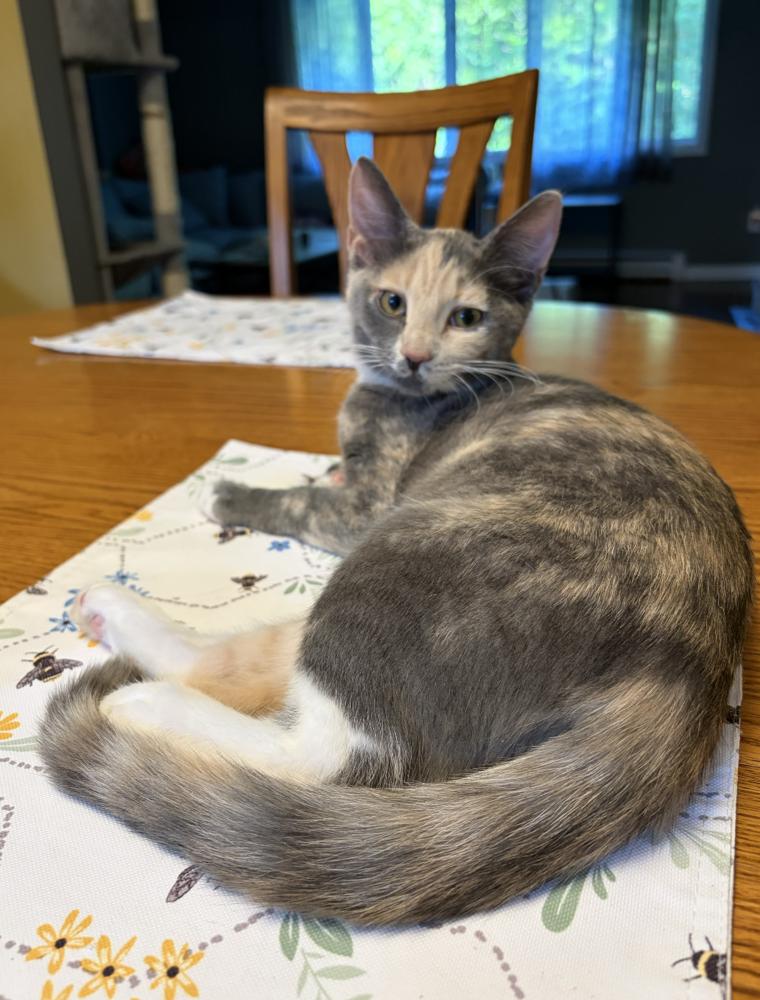 Pinky, Adoptable, Kitten Female Calico.
