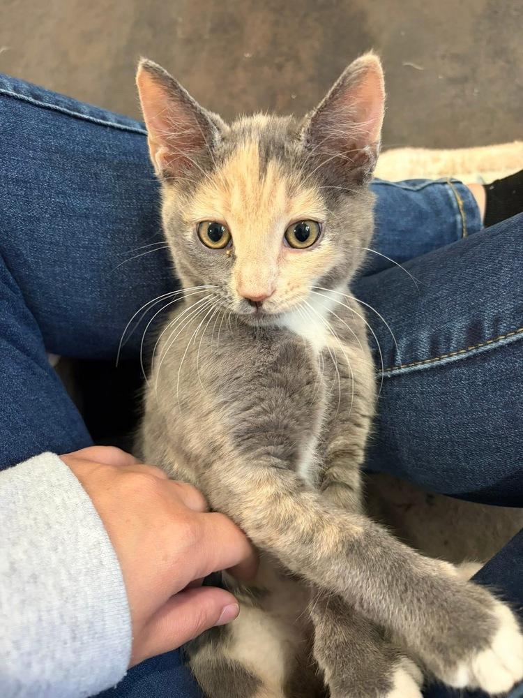 Enlarge Pinky, a Adoptable Calico in Warren, CT image 2/6