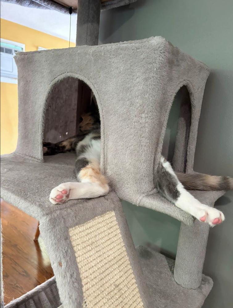 Enlarge Pinky, a Adoptable Calico in Warren, CT image 4/6