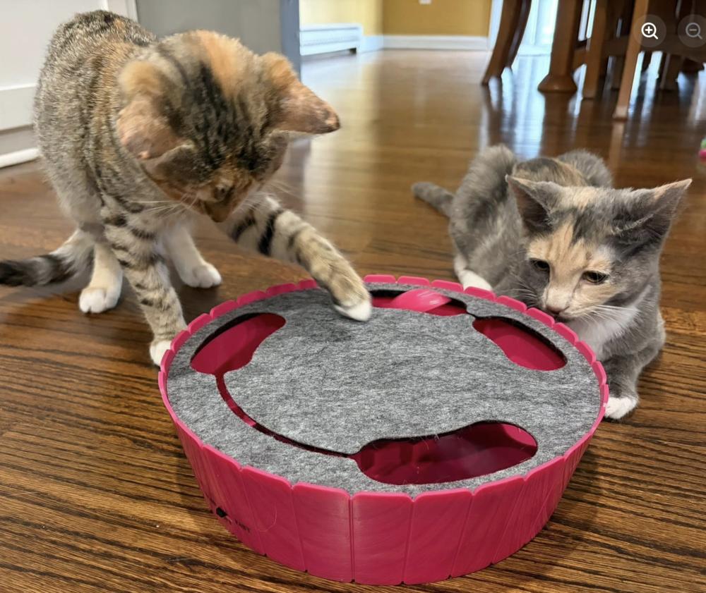 Enlarge Pinky, a Adoptable Calico in Warren, CT image 5/6