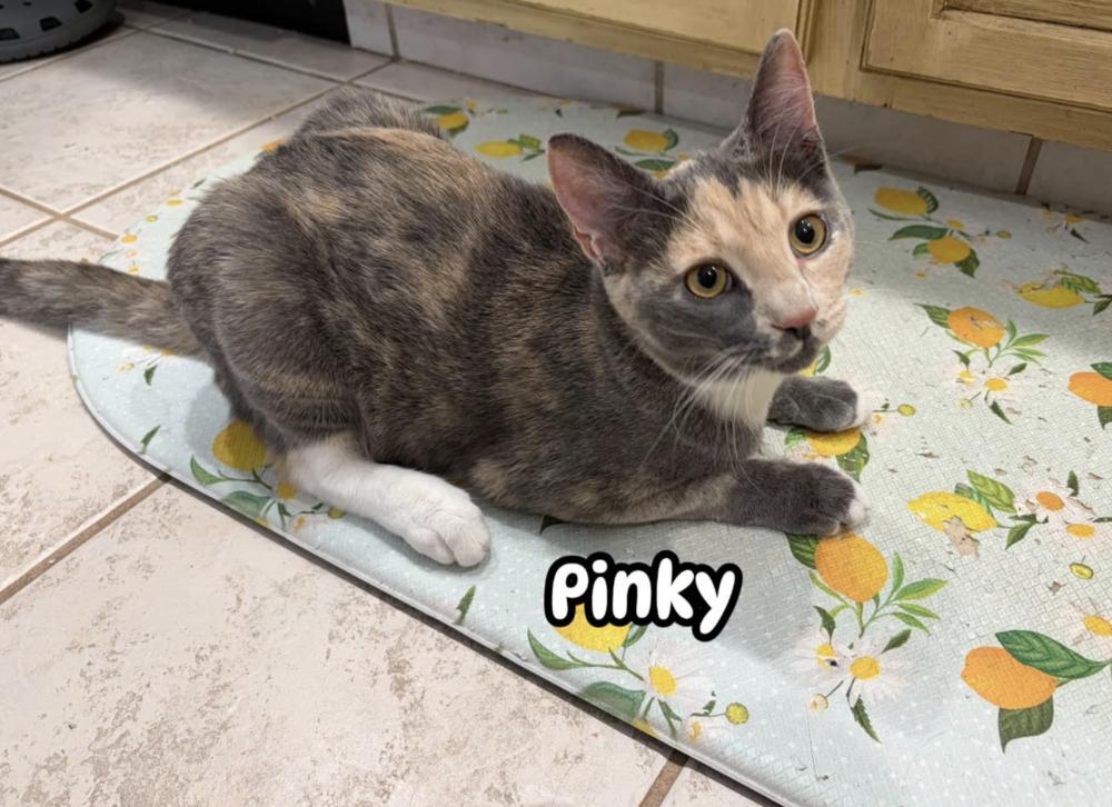 Enlarge Pinky, a Adoptable Calico in Warren, CT image 6/6